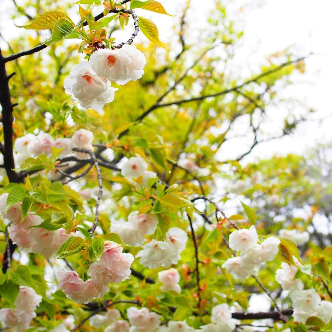 City of Kyoto Official Accountのインスタグラム：「2019年4月14日撮影。  #平野神社 の #白妙 という名前がついた#八重桜 です。白い花びらで、下向きに咲くのが特徴です。 （オススメの行き方）京都駅から行く場合は、改札を出ずにJR嵯峨野線で円町駅まで移動し、そこから市バス #15系統 などで #衣笠校前 か #わら天神前 から歩いて5分程度です。 （乗換無しで行きたい場合） 市バス #205系統 なら、運行頻度も高く、乗り換え無しで行くことができます。ただし、金閣寺へ向かう人や、立命館大学の学生もよく使う路線なので、時間帯によっては混雑するかもしれません。  春の京都ジェニックキャンペーン開催中！ https://camp-in.jp/kyotogenic-spring2019  #visitkyoto #visit_kyoto #kyotogenic #art_of_japan #japan_of_insta #loves_united_kyoto #kyototravel #japantrip #kyototrip #ig_kyoto #kyoto_style #springinkyoto #kyotohiddengems #cherryblossom  Kyoto Official Travel Guide http://kyoto.travel/en  #京都 #京都ジェニック  #未来に残したい京都  #京都好きな人と繋がりたい #とっておきの京都 #京都桜 #そうだ京都行こう #わら天神前 #満開 #見頃  オフィシャルサイト「京都観光NAVI」 http://ja.kyoto.travel」