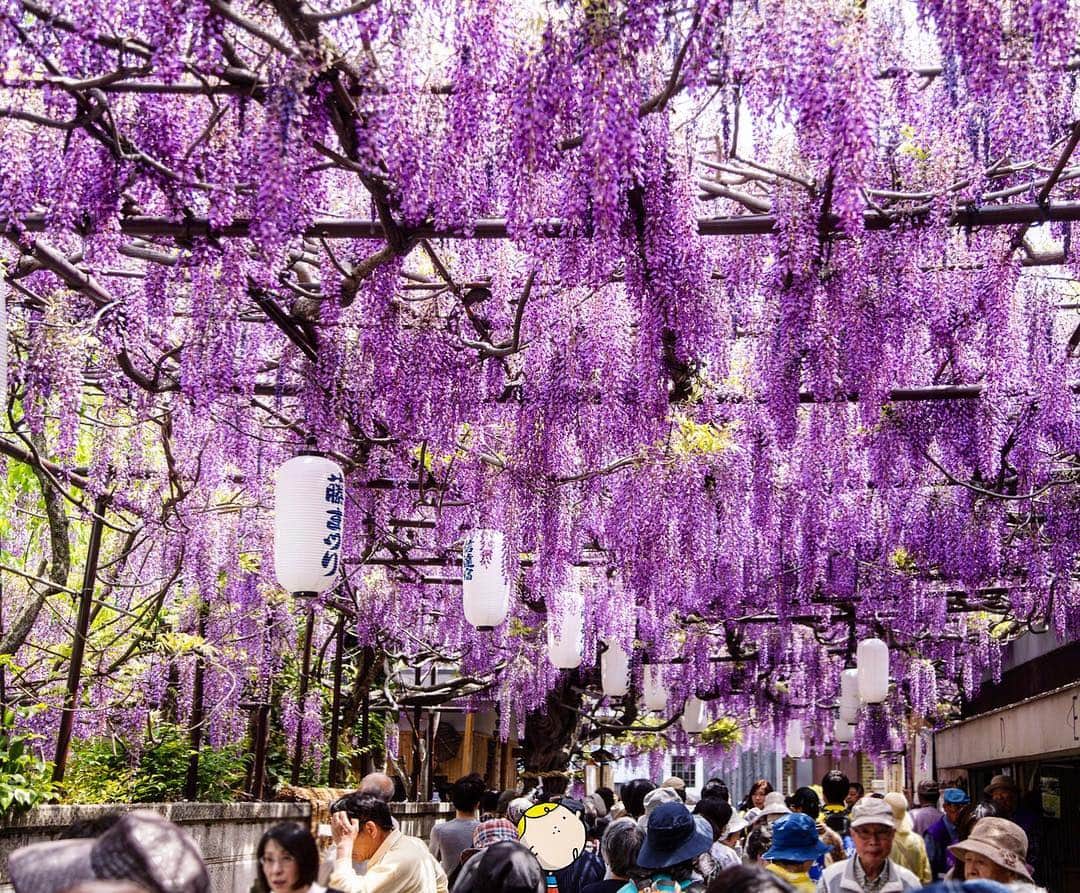 のインスタグラム：「A single Japanese wisteria plant that bears over 40,000 flowers! The Kajimoto family has tended this tree for over 30 years and they open their garden to the public for only one week a year. Shindachijuku Wisteria Festival :Apr. 15-22 . 信達宿の藤まつり たった1本の野田藤に、4万房もの花が咲く！ 梶本さんの家で30年間育てられた樹を、毎年1週間だけ公開♪ 今年は4月22日まで。 . #japanesewisteria #Sennan #野田藤 #藤まつり #withOsakaBob #OSAKA #maido」