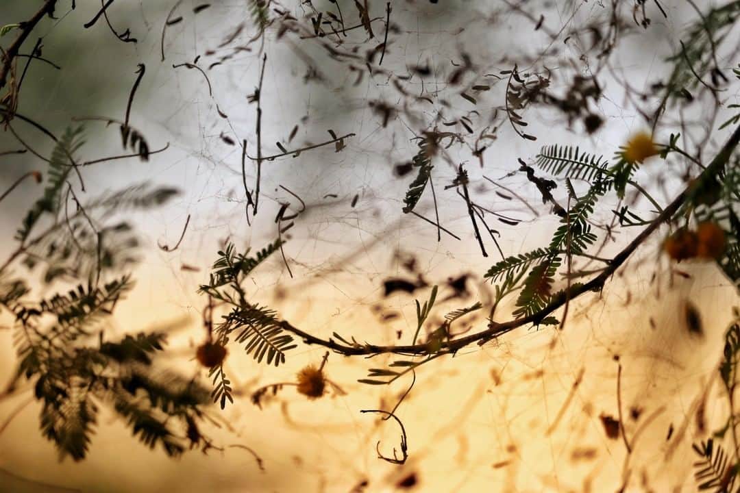 Canon Asiaのインスタグラム：「Zoom in into the details of mother nature! 🌲 You’ll be surprised at how beautiful detailed shots of flora and fauna can be. 🌼  Looking for a nice backdrop? Don’t hesitate to make use of the sunset, like what Prashant.Dhasmana_17 did in this shot☀️. • 📷 Image by Prashant.Dhasmana_17 on My Canon Story shot using the Canon EOS 200D | f/5.6 | 1/800s | ISO 100 | 135mm  Want your photos to be featured too? Tag them with #canonasia or submit them on My Canon Story, link in bio!  #canonasia #photography #nature #naturelovers #naturephotography #leaves #floral #fauna」