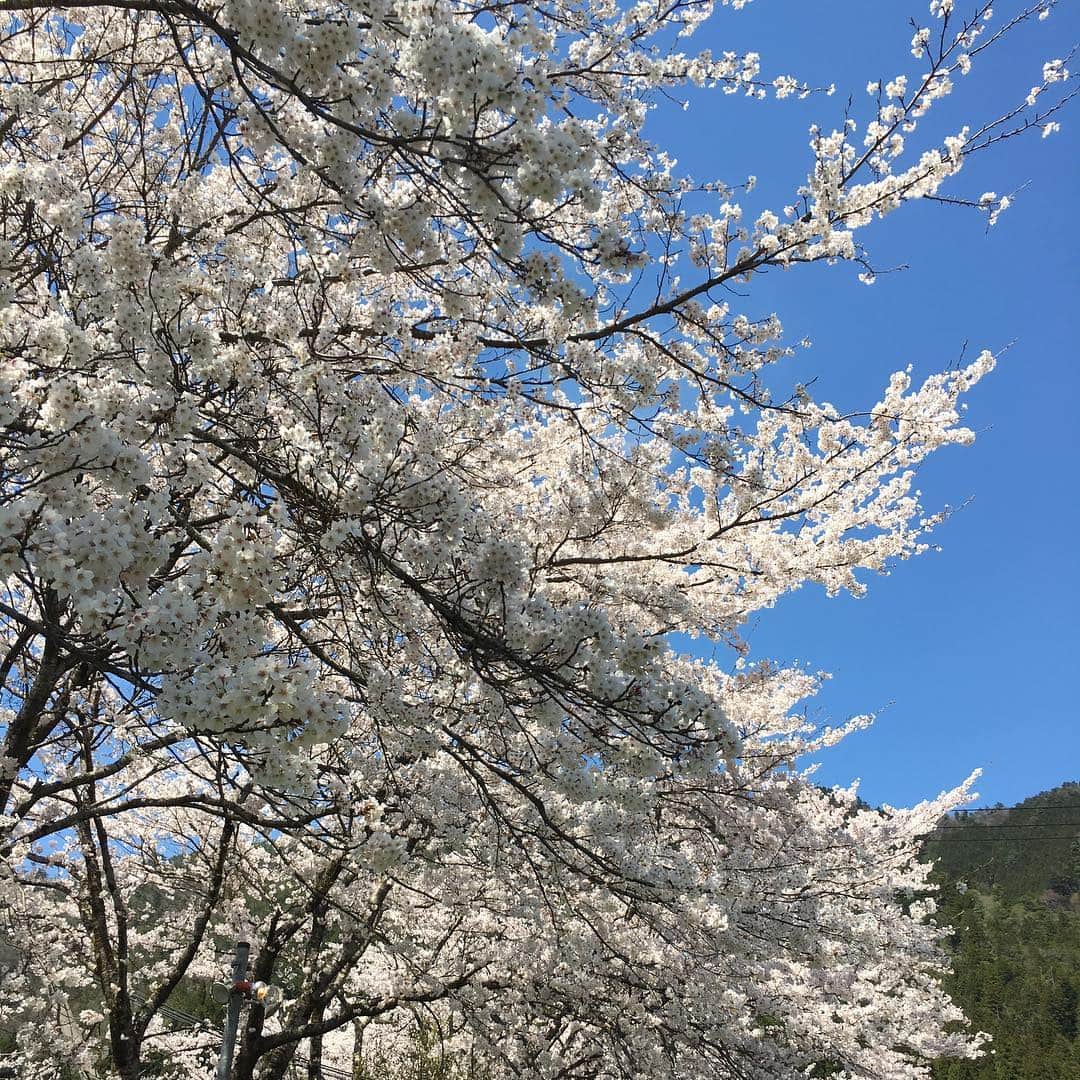 高羽そらさんのインスタグラム写真 - (高羽そらInstagram)「京都美山の桜は満開🌸 めちゃ綺麗！ #さくら #京都美山」4月16日 12時45分 - sola_takaha