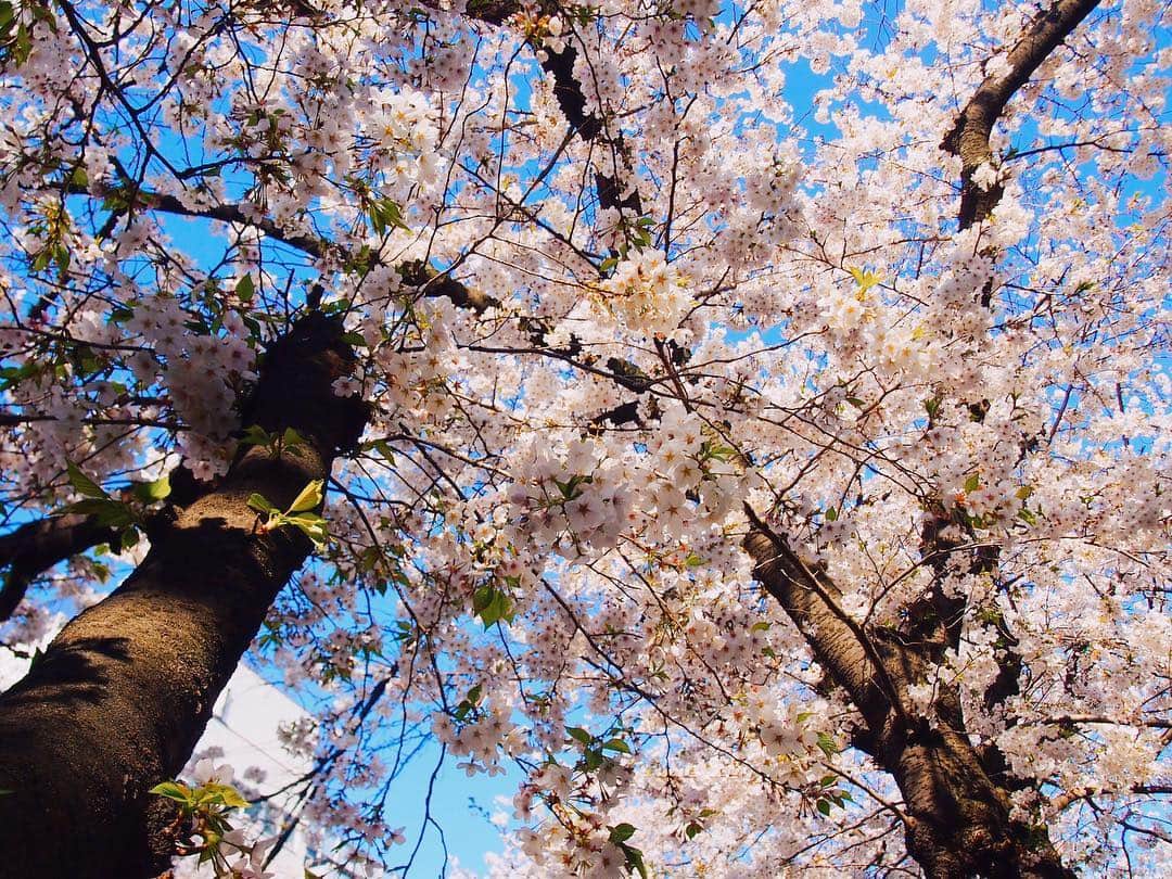 小越勇輝さんのインスタグラム写真 - (小越勇輝Instagram)「暖かいね〜 #桜 #さくら #サクラ #sakura」4月16日 12時50分 - yuki_ogoe