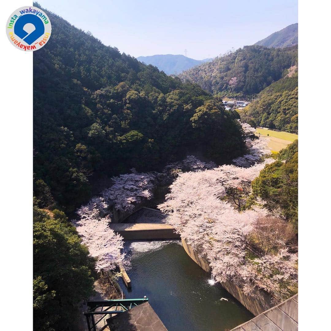 和歌山県さんのインスタグラム写真 - (和歌山県Instagram)「* Insta_Wakayamaでは、皆さんがハッシュタグをつけて投稿してくださった写真から、素敵な写真をご紹介させていただきます！ 本日のピックアップは、@atsuka1027 さんのお写真です☆ ハッシュタグご利用ありがとうございますm(_ _)m . こちらは和歌山県広川町にある広川ダムから撮影されたお写真です。ダム湖の周りには桜が植樹されていて、桜が咲く頃には、多くの人でにぎわいを見せています。今年のお花見シーズンはもうすぐ終わりそうですが、来年は行ってみたいですね(^^) . @insta_wakayama では、ただいま #グッドトリップ和歌山 投稿キャンペーンを開催中！和歌山県の素敵なお写真を投稿していただいた方々の中から、毎月5名様に1万円をプレゼントします！詳しくは @insta_wakayama のプロフィールにあるURLをチェックしてください。 . 和歌山に関する投稿には「 #insta_wakayama 」のハッシュタグをつけてください★ 和歌山の魅力を皆さんで発信していきましょう！ ハッシュタグをつけると同時に、写真の場所の記載・位置情報の登録もお願いします♪  #広川ダム #ダム #広川町 #和歌山 #和歌山県 #wakayama #観光 #観光和歌山 #風景 #風景和歌山 #なんて素敵な和歌山なんでしょう #insta_wakayama #wakayamagram #instameet_wakayama  #nagomi_wakayama #visitwakayama #retrip_news #japan」4月16日 13時03分 - insta_wakayama
