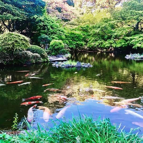 ホテル ニューオータニさんのインスタグラム写真 - (ホテル ニューオータニInstagram)「Around 350 koi of various colors and patterns inhibit the pond of Japanese Garden. By watching this picturesque view, you can get away from the noise of the city. 日本庭園の池には、約350匹の鯉が生息しています。様々な模様の鯉が優雅に泳ぐ姿は絵画のように美しく、訪れる人々を魅了しています。 #日本庭園 #池 #鯉 #新緑 #ニューオータニ #ホテルニューオータニ #japanesegarden #pond #koi #koifish #greenery #beautifuljapan @hotelnewotanitokyo」4月16日 13時20分 - hotelnewotanitokyo