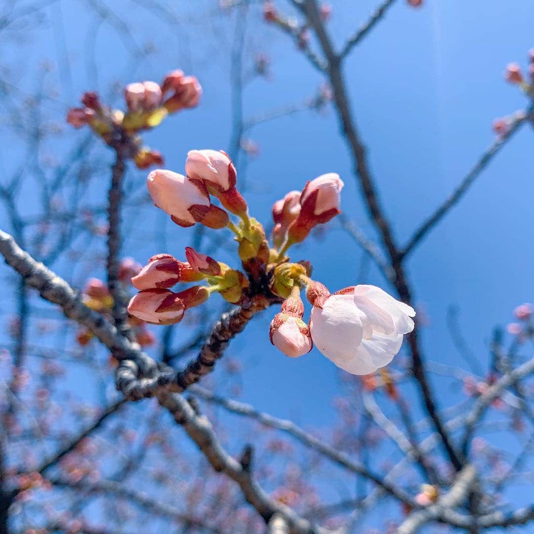 ガーラ・アマノ クリエイティブ部さんのインスタグラム写真 - (ガーラ・アマノ クリエイティブ部Instagram)「🌸さくらの観察日記✏️ 4月16日(火) 晴れ🔆 昨年に続き今年も桜が開花するまでの観察日記始めようとオフィスの裏の公園に行ってみたら… あれ……( ˙꒳​˙ )？ あれれ……？ 咲いてる…！！！！！ まだまだ蕾だらけでしたが､ほんの一部だけもはや開花してるー🌸‼️ ということで､観察日記､1日で終了…(´°ω°)ﾁｰﾝ💧 いや､咲いたと言ってもまだまだ三分咲きにもなっていない状態‼️ こうなったら満開になるまで観察することとします( •̀ᄇ• ́)ﻭ✧(雨の日を除く☂﻿) 咲きかけの子もいたし明日は暑くなるみたいだし一気に咲いちゃうのかな🤔 #秋田 #秋田県 #秋田市 #akita #桜 #cherryblossom #桜の観察日記 #観察日記 #開花 #いちぶざき #若葉公園 #春 #ガーラアマノ」4月16日 13時33分 - gala_amano