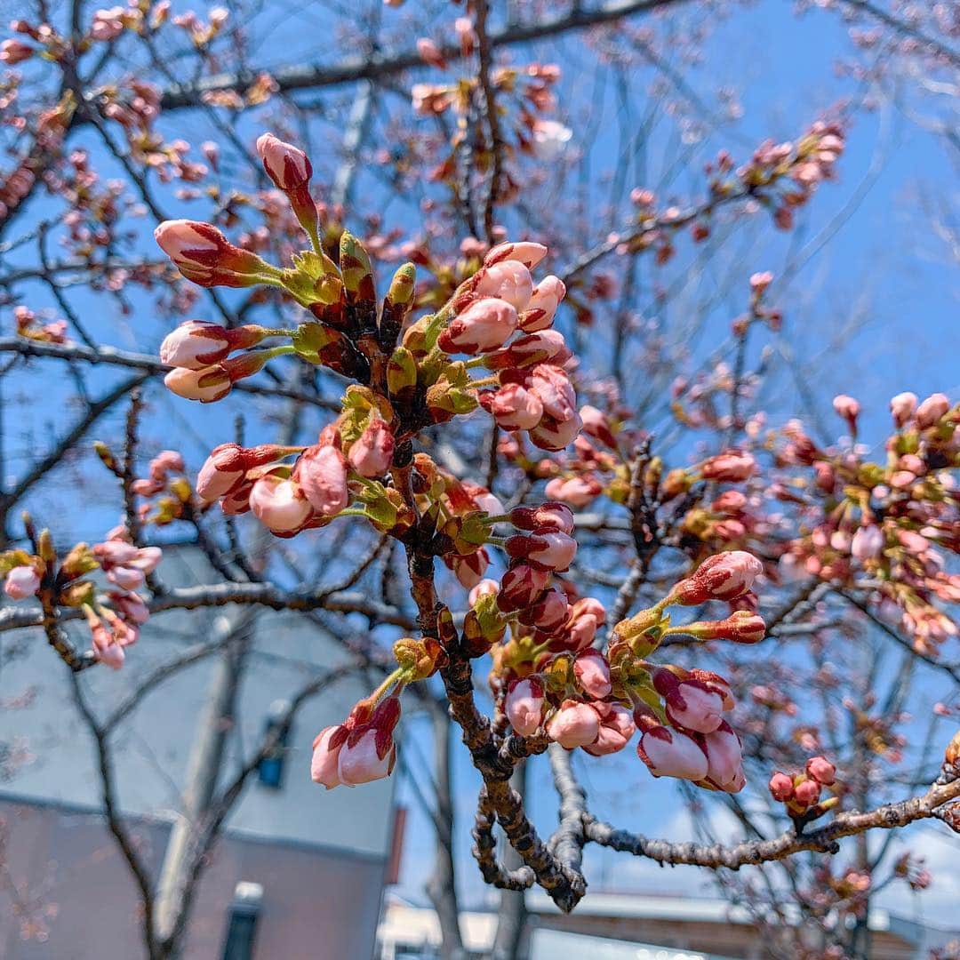 ガーラ・アマノ クリエイティブ部さんのインスタグラム写真 - (ガーラ・アマノ クリエイティブ部Instagram)「🌸さくらの観察日記✏️ 4月16日(火) 晴れ🔆 昨年に続き今年も桜が開花するまでの観察日記始めようとオフィスの裏の公園に行ってみたら… あれ……( ˙꒳​˙ )？ あれれ……？ 咲いてる…！！！！！ まだまだ蕾だらけでしたが､ほんの一部だけもはや開花してるー🌸‼️ ということで､観察日記､1日で終了…(´°ω°)ﾁｰﾝ💧 いや､咲いたと言ってもまだまだ三分咲きにもなっていない状態‼️ こうなったら満開になるまで観察することとします( •̀ᄇ• ́)ﻭ✧(雨の日を除く☂﻿) 咲きかけの子もいたし明日は暑くなるみたいだし一気に咲いちゃうのかな🤔 #秋田 #秋田県 #秋田市 #akita #桜 #cherryblossom #桜の観察日記 #観察日記 #開花 #いちぶざき #若葉公園 #春 #ガーラアマノ」4月16日 13時33分 - gala_amano
