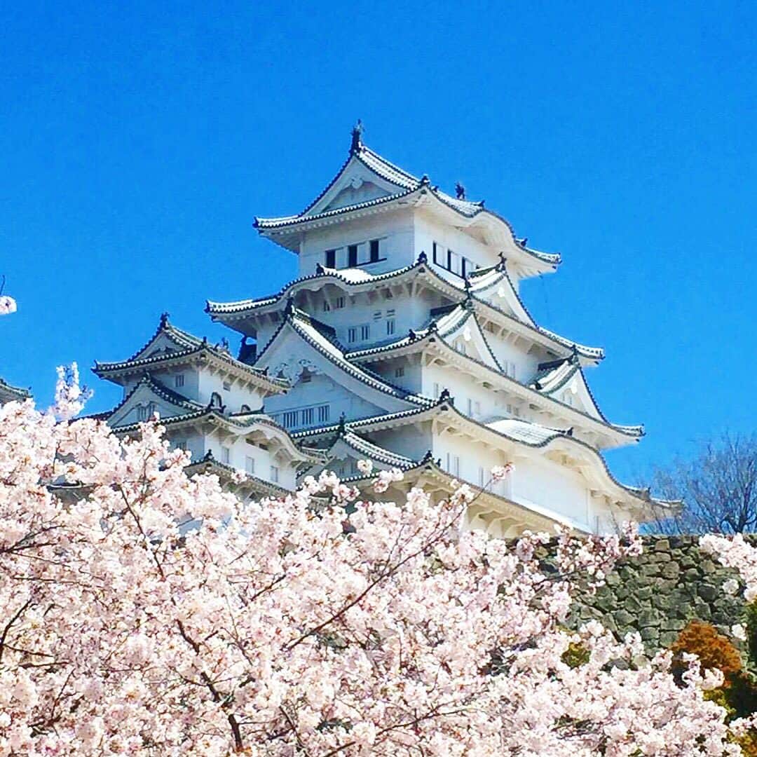 旅行比較サイト・トラベルコ 理想の旅を、いちばん安く。のインスタグラム：「青空に映える白亜のお城…♡ * こちらは、兵庫県の国宝であり世界遺産としても登録されている #姫路城 。その真っ白な姿が羽を広げたシラサギを連想させることから #白鷺城 とも呼ばれています。 * 桜の名所としても大変有名で、この週末に訪れた際もたくさんの花見客で賑わっていました。散り始めているようなので、お城と桜の絶景を堪能したい方は、急いで姫路城へ!! * * * あなたが訪れた旅先での写真に《 @travelko_chan 》《 #トラベルコ 》《 #travelko 》とタグ付けして投稿してみてください！こちらのアカウントで紹介させていただくかもしれません♪ * * * #兵庫 #hyogo #姫路城 #白鷺城 #桜 #cherryblossom #世界遺産 #worldheritage #国内旅行 #travel #trip #japantrip #japantravel #sightseeing #フォトジェニック #旅行好きな人と繋がりたい #写真好きな人と繋がりたい #女子旅 #一人旅 #カメラ女子 #カメラ男子 #photooftheday #followme #instatravel #travelgram #instagood #instaphoto #travelko #トラベルコ #トラベルコちゃん」