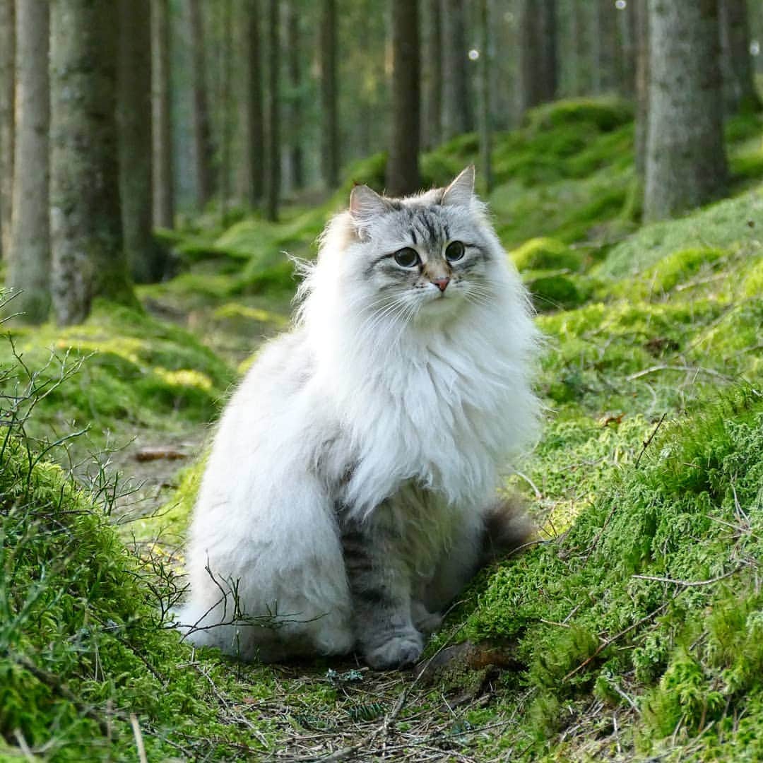 Floraさんのインスタグラム写真 - (FloraInstagram)「When I try to camouflage 😹🤦‍♀️ #cats_of_instagram #kattunge #dailyfluff #bestanimal #excellent_cats #katter #bestcats_oftheworld #igcutest_animals #cat_features #cutepetclub #fluffypack #katt #bestmeow  #weeklyfluff #meow #AnimalAddicts #kittycat #cat #cats #kitten #kittens #kawaii #instacat #calico #neko #winter #snow #2019 #sibiriskkatt #siberiancat」4月16日 13時55分 - fantasticflora