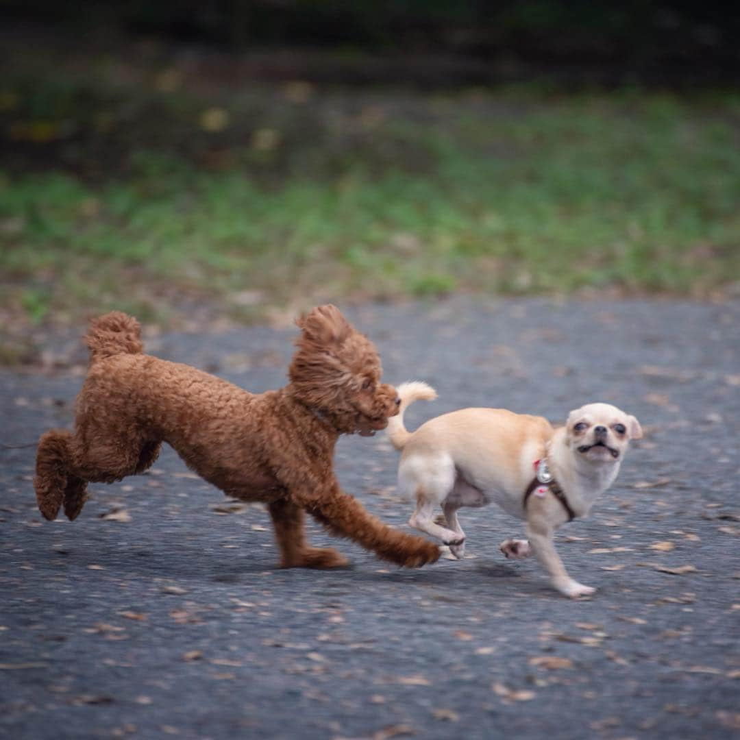 巴田みず希さんのインスタグラム写真 - (巴田みず希Instagram)「#dogrun ✨ ・ トイプーちゃんと意気投合🐕✨ ・ ・ 小晴くんの耳は口ほどにモノを言う。 ・ 可愛いお耳が後ろに行ったりピンと立ったり🐕✨ ・ ・ 可愛いでしょ😍💕 ・ ・ ・ #chihuahua #チワワ #チワワ部 #dog #doglovers #dogstagram #instadog #petsofinstagram #lovedogs #ilovedogs #小晴 #犬のいる暮らし #chihuahuaoftheday #mydog #lovemydog #ilovemydog #チワスタグラム #cute #cutedog #cutechihuahua #ワンコなしでは生きて行けません会 #スムースコートチワワ #スムチー #ちわすたぐらむ #わんこのいる生活 #わんこ」4月16日 13時57分 - mizukitomoda