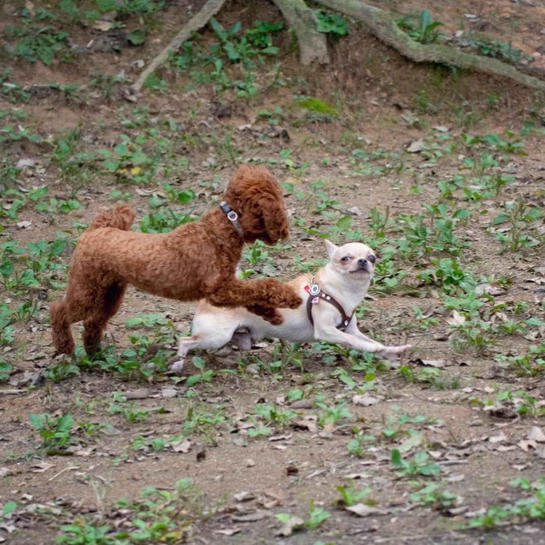 巴田みず希さんのインスタグラム写真 - (巴田みず希Instagram)「#dogrun ✨ ・ トイプーちゃんと意気投合🐕✨ ・ ・ 小晴くんの耳は口ほどにモノを言う。 ・ 可愛いお耳が後ろに行ったりピンと立ったり🐕✨ ・ ・ 可愛いでしょ😍💕 ・ ・ ・ #chihuahua #チワワ #チワワ部 #dog #doglovers #dogstagram #instadog #petsofinstagram #lovedogs #ilovedogs #小晴 #犬のいる暮らし #chihuahuaoftheday #mydog #lovemydog #ilovemydog #チワスタグラム #cute #cutedog #cutechihuahua #ワンコなしでは生きて行けません会 #スムースコートチワワ #スムチー #ちわすたぐらむ #わんこのいる生活 #わんこ」4月16日 13時57分 - mizukitomoda