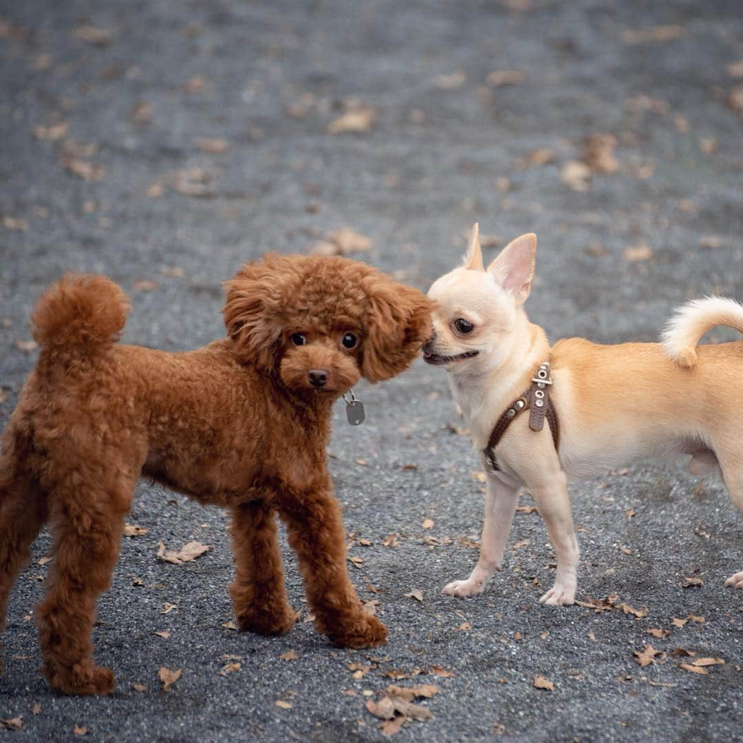 巴田みず希さんのインスタグラム写真 - (巴田みず希Instagram)「#dogrun ✨ ・ トイプーちゃんと意気投合🐕✨ ・ ・ 小晴くんの耳は口ほどにモノを言う。 ・ 可愛いお耳が後ろに行ったりピンと立ったり🐕✨ ・ ・ 可愛いでしょ😍💕 ・ ・ ・ #chihuahua #チワワ #チワワ部 #dog #doglovers #dogstagram #instadog #petsofinstagram #lovedogs #ilovedogs #小晴 #犬のいる暮らし #chihuahuaoftheday #mydog #lovemydog #ilovemydog #チワスタグラム #cute #cutedog #cutechihuahua #ワンコなしでは生きて行けません会 #スムースコートチワワ #スムチー #ちわすたぐらむ #わんこのいる生活 #わんこ」4月16日 13時57分 - mizukitomoda