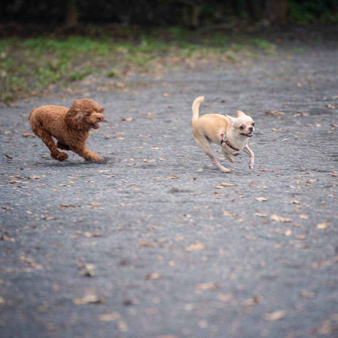 巴田みず希さんのインスタグラム写真 - (巴田みず希Instagram)「#dogrun ✨ ・ トイプーちゃんと意気投合🐕✨ ・ ・ 小晴くんの耳は口ほどにモノを言う。 ・ 可愛いお耳が後ろに行ったりピンと立ったり🐕✨ ・ ・ 可愛いでしょ😍💕 ・ ・ ・ #chihuahua #チワワ #チワワ部 #dog #doglovers #dogstagram #instadog #petsofinstagram #lovedogs #ilovedogs #小晴 #犬のいる暮らし #chihuahuaoftheday #mydog #lovemydog #ilovemydog #チワスタグラム #cute #cutedog #cutechihuahua #ワンコなしでは生きて行けません会 #スムースコートチワワ #スムチー #ちわすたぐらむ #わんこのいる生活 #わんこ」4月16日 13時57分 - mizukitomoda