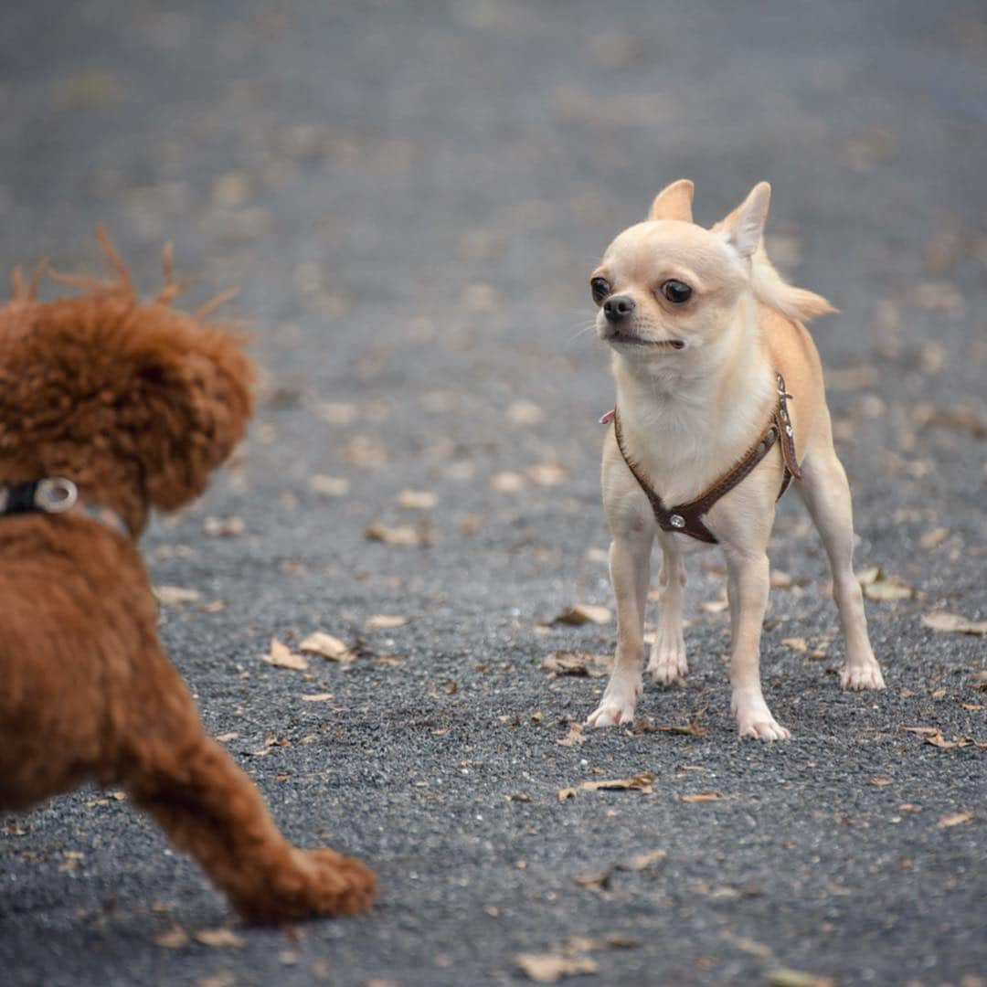 巴田みず希さんのインスタグラム写真 - (巴田みず希Instagram)「#dogrun ✨ ・ トイプーちゃんと意気投合🐕✨ ・ ・ 小晴くんの耳は口ほどにモノを言う。 ・ 可愛いお耳が後ろに行ったりピンと立ったり🐕✨ ・ ・ 可愛いでしょ😍💕 ・ ・ ・ #chihuahua #チワワ #チワワ部 #dog #doglovers #dogstagram #instadog #petsofinstagram #lovedogs #ilovedogs #小晴 #犬のいる暮らし #chihuahuaoftheday #mydog #lovemydog #ilovemydog #チワスタグラム #cute #cutedog #cutechihuahua #ワンコなしでは生きて行けません会 #スムースコートチワワ #スムチー #ちわすたぐらむ #わんこのいる生活 #わんこ」4月16日 13時57分 - mizukitomoda