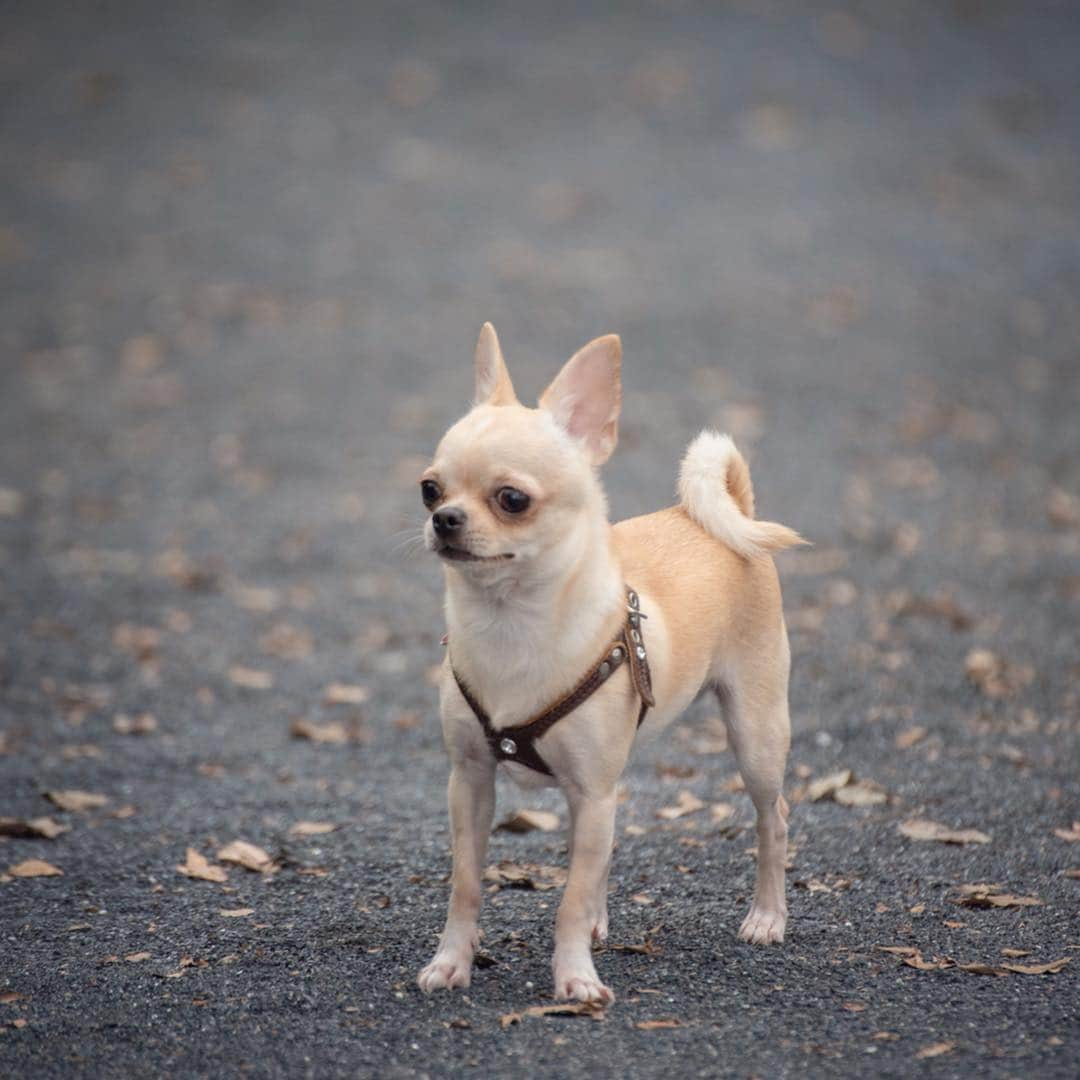 巴田みず希さんのインスタグラム写真 - (巴田みず希Instagram)「#dogrun ✨ ・ トイプーちゃんと意気投合🐕✨ ・ ・ 小晴くんの耳は口ほどにモノを言う。 ・ 可愛いお耳が後ろに行ったりピンと立ったり🐕✨ ・ ・ 可愛いでしょ😍💕 ・ ・ ・ #chihuahua #チワワ #チワワ部 #dog #doglovers #dogstagram #instadog #petsofinstagram #lovedogs #ilovedogs #小晴 #犬のいる暮らし #chihuahuaoftheday #mydog #lovemydog #ilovemydog #チワスタグラム #cute #cutedog #cutechihuahua #ワンコなしでは生きて行けません会 #スムースコートチワワ #スムチー #ちわすたぐらむ #わんこのいる生活 #わんこ」4月16日 13時57分 - mizukitomoda