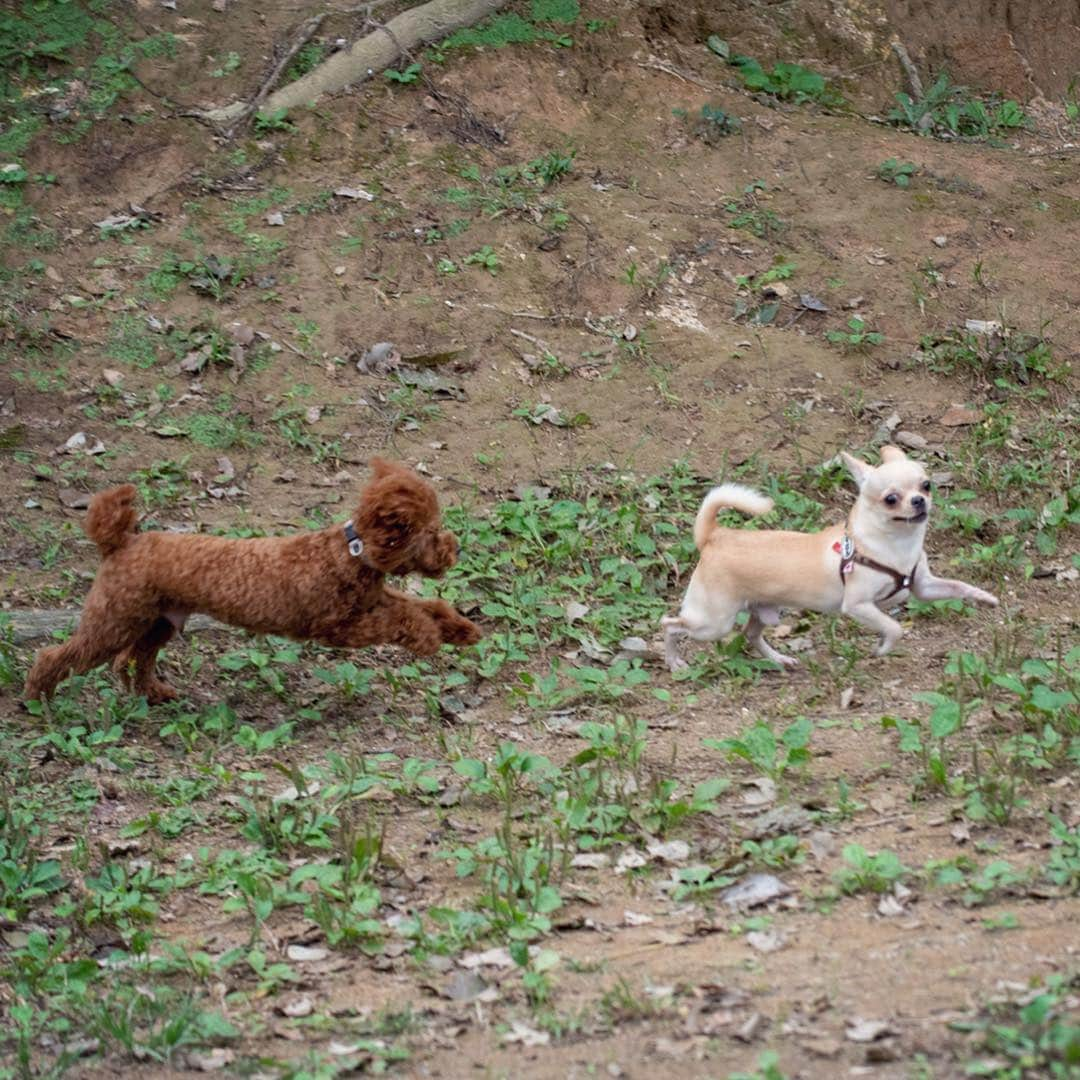 巴田みず希さんのインスタグラム写真 - (巴田みず希Instagram)「#dogrun ✨ ・ トイプーちゃんと意気投合🐕✨ ・ ・ 小晴くんの耳は口ほどにモノを言う。 ・ 可愛いお耳が後ろに行ったりピンと立ったり🐕✨ ・ ・ 可愛いでしょ😍💕 ・ ・ ・ #chihuahua #チワワ #チワワ部 #dog #doglovers #dogstagram #instadog #petsofinstagram #lovedogs #ilovedogs #小晴 #犬のいる暮らし #chihuahuaoftheday #mydog #lovemydog #ilovemydog #チワスタグラム #cute #cutedog #cutechihuahua #ワンコなしでは生きて行けません会 #スムースコートチワワ #スムチー #ちわすたぐらむ #わんこのいる生活 #わんこ」4月16日 13時57分 - mizukitomoda