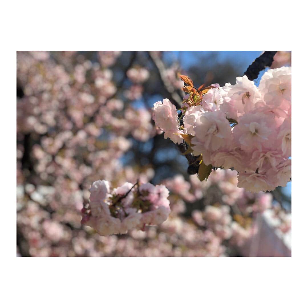 小脇美里さんのインスタグラム写真 - (小脇美里Instagram)「・ またまた久しぶりの更新🙏 ・ 週末、去年に引き続き #桜を見る会 にご招待いただき新宿御苑へ。 ・ ・ 平成最期の桜を見る会。 安倍首相にもお会いでき光栄でした🙏」4月16日 13時58分 - misatokowaki