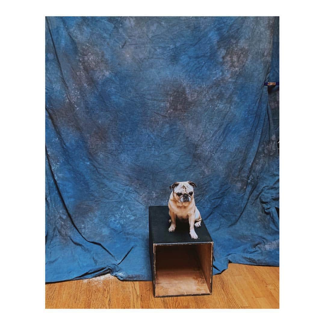 Melissa Santiagoのインスタグラム：「Perfect pose pig  #DailyPug #LeicaHarrietPancakes #pugsofinstagram」