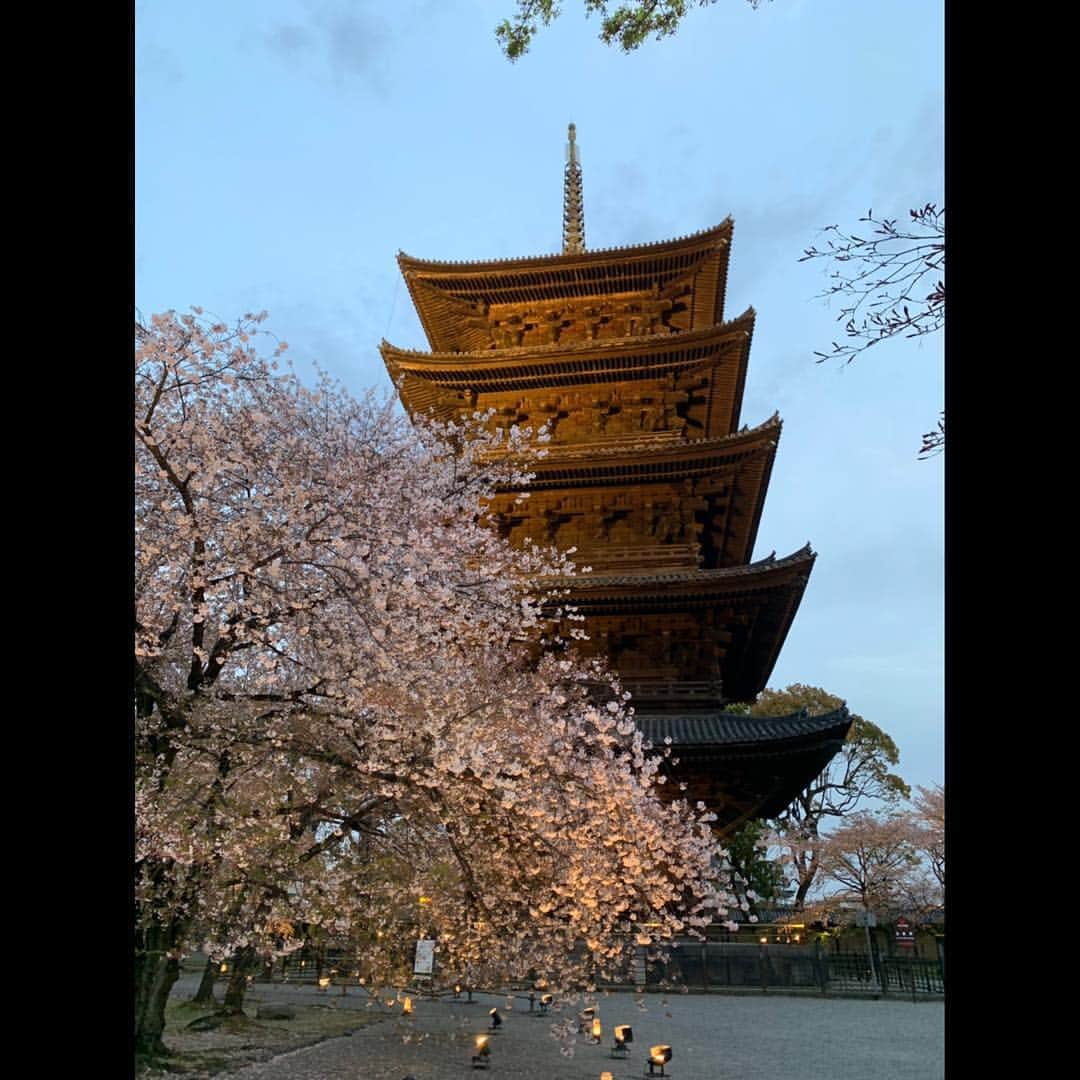 忍成修吾さんのインスタグラム写真 - (忍成修吾Instagram)「京都の夜桜🌸 東寺と青蓮院のライトアップ💡 東寺は流石の綺麗さ‼️ 青蓮院は遠かったけれど、行って良かったです。 最後の写真の空になんか光が飛んでる（笑） どちらも素敵でした~‼️ #kyoto#sakura#yozakura」4月16日 14時00分 - shugo_oshinari
