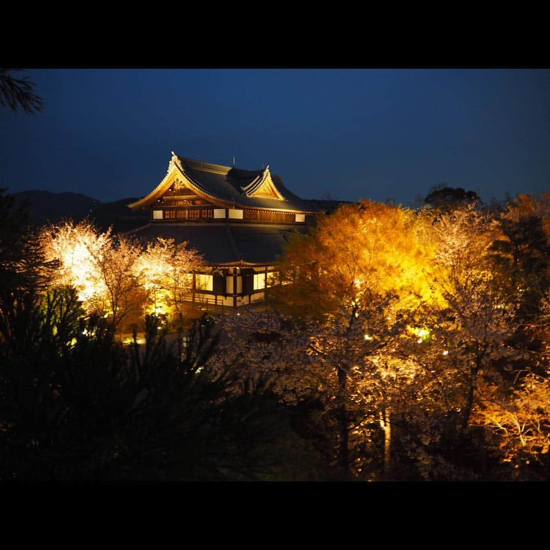 忍成修吾さんのインスタグラム写真 - (忍成修吾Instagram)「京都の夜桜🌸 東寺と青蓮院のライトアップ💡 東寺は流石の綺麗さ‼️ 青蓮院は遠かったけれど、行って良かったです。 最後の写真の空になんか光が飛んでる（笑） どちらも素敵でした~‼️ #kyoto#sakura#yozakura」4月16日 14時00分 - shugo_oshinari