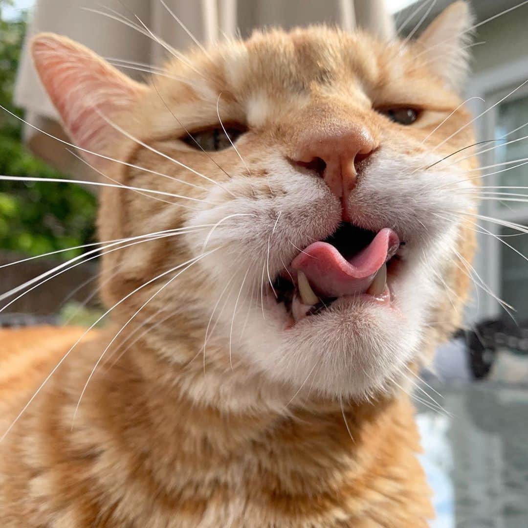 のインスタグラム：「Can you do this ⠀ ⠀ 📹@marleykatz⠀ ⠀ #meowed #Tuesday #tongueouttuesday #grumpycat #grump  #adorable #tabby #imspecial」