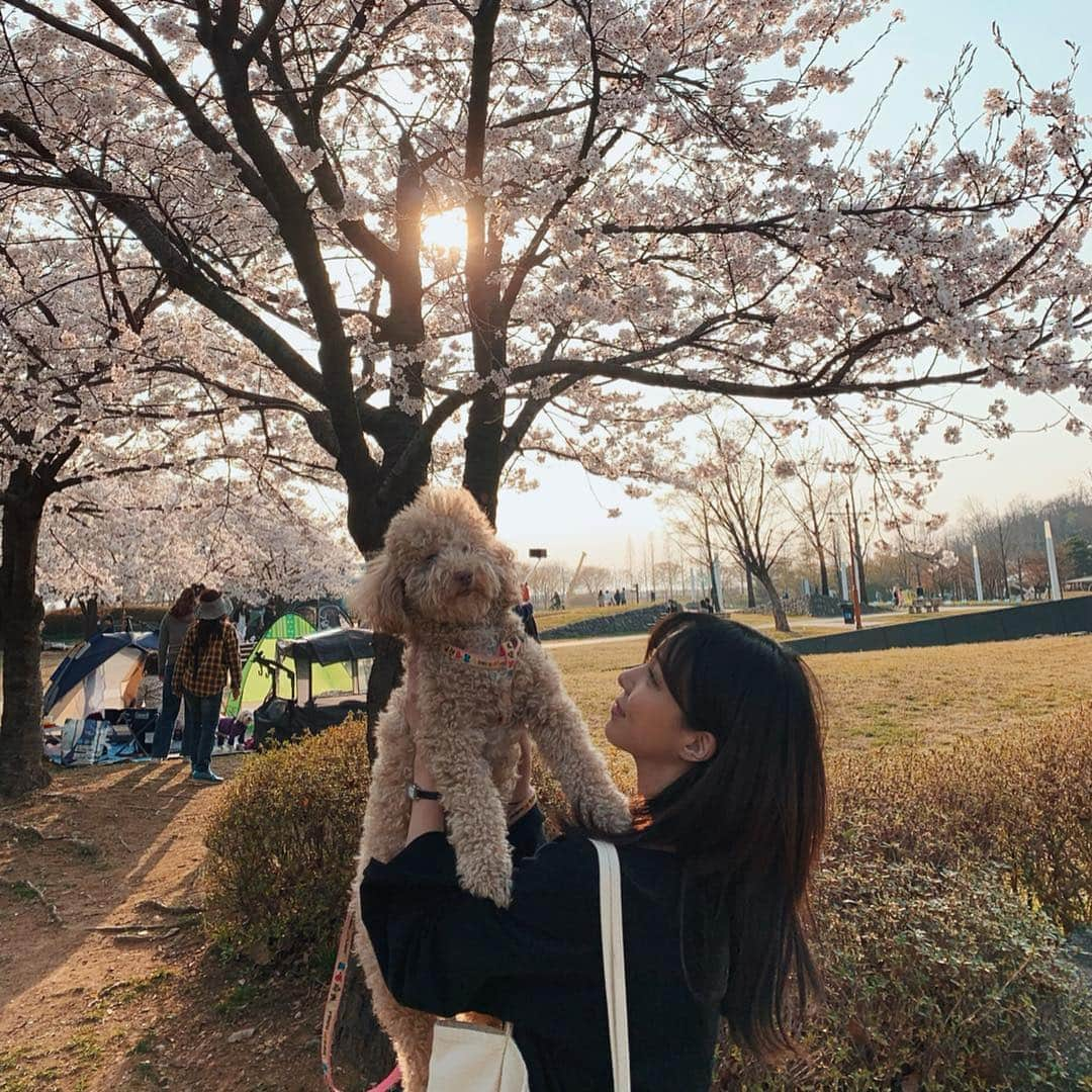 カン・ヘヨンさんのインスタグラム写真 - (カン・ヘヨンInstagram)「내 보물들 내 전부 첫번째  나밖에 모르는 바보들🐶🐶♥️」4月16日 14時20分 - mangdoo_noona