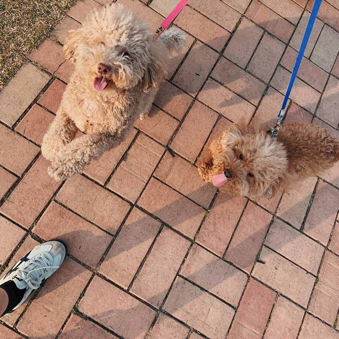 カン・ヘヨンさんのインスタグラム写真 - (カン・ヘヨンInstagram)「내 보물들 내 전부 첫번째  나밖에 모르는 바보들🐶🐶♥️」4月16日 14時20分 - mangdoo_noona