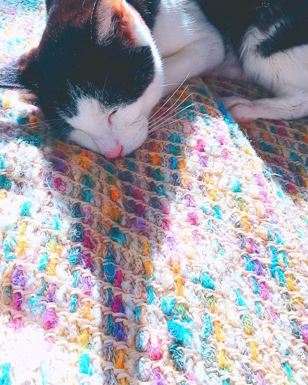 のインスタグラム：「今日の日付をまたいだ夜2時は🕑のんちゃんの命日  最後の最後まで頑張ったのんちゃん✨私もいろいろ頑張ろうと改めて思う  #ilovecat #cat #gatto #고양이 #猫 #ねこ部 #ねこ #ネコ #命日 #tokyo #japan」