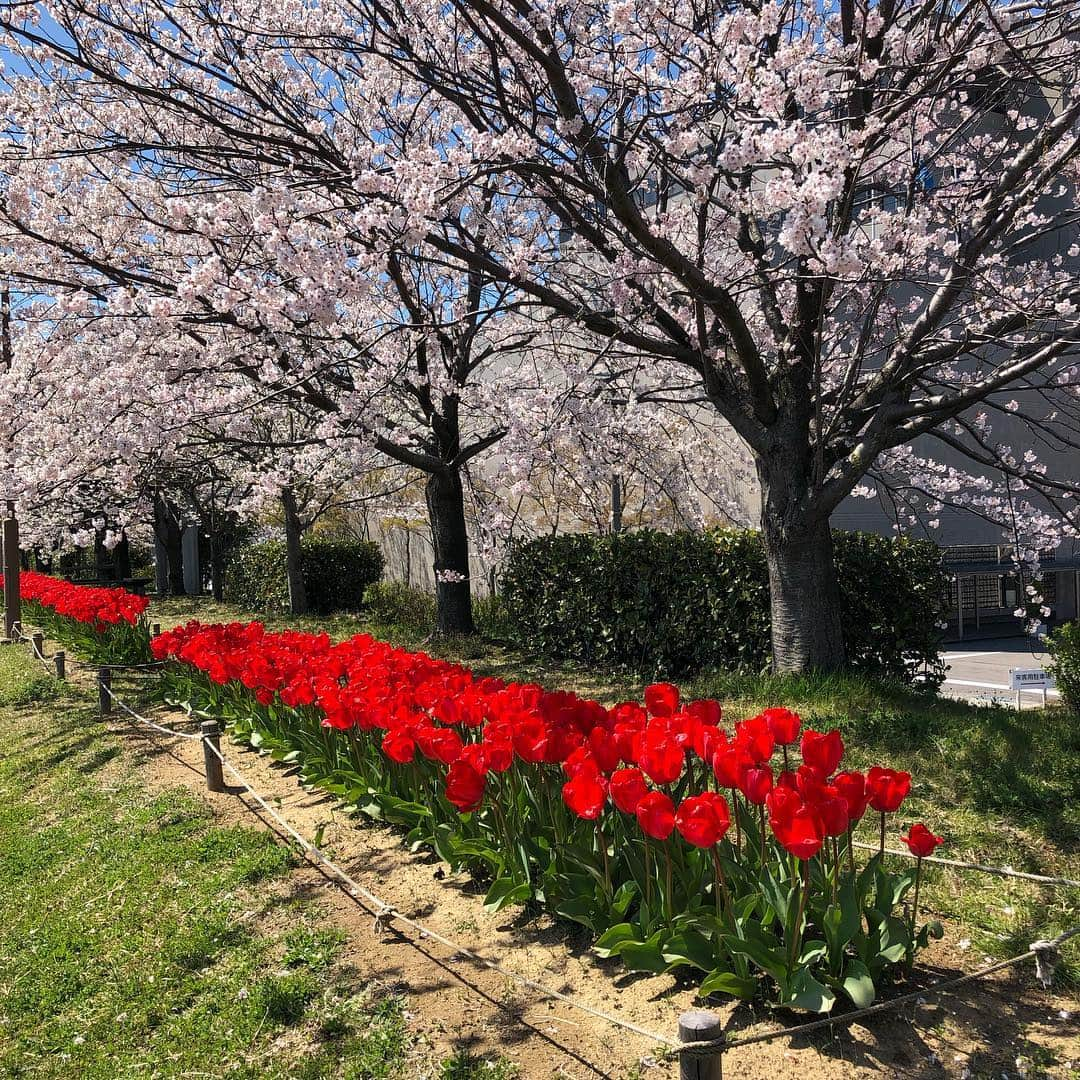 今井美穂さんのインスタグラム写真 - (今井美穂Instagram)「ポカポカ〜😊﻿ 春コートもいらないくらい♪﻿ ﻿ 収録前に少し時間が出来たので﻿ やすらぎ堤でお花見散歩🌸﻿ ﻿ 一人で自撮りしてたら﻿ たまたまBSNスタッフさんがいらっしゃったので撮ってもらっちゃった😆✌️﻿ ﻿ 風でなびいた前髪のせいで丸顔強調系(笑)﻿ ﻿ 桜とチューリップのコラボ🌷🌸﻿ 気持ちよかったなぁ〜﻿ ﻿ 走りたくなるなぁ〜😆﻿ 多分100mで息切れだけど(笑)﻿ ﻿ ﻿ #お花見﻿ #やすらぎ堤」4月16日 14時34分 - imaimiho1209