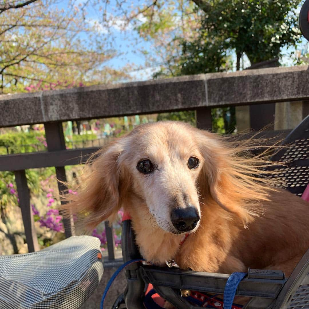 向日葵?さんのインスタグラム写真 - (向日葵?Instagram)「ポカポカ陽気の中 近くの公園まで狂犬病予防接種に行って来たよ~💉 いっぱいわんこがいるからブルブルちーくん💦 帰りは用水路通ったけど桜散っちゃったね🌸 ＊ 4月16日 パリのノートルダム大聖堂の火災ショック😢 ＊ #犬#ダックス#ダックスフンド#ミニチュアダックス#dachs#いぬぐみ📛#pecoいぬ部#シニア犬 #よく寝るシニア犬#わんぱく部#サンデイ#todayswanko #east_dog_japan #ボンボンハイスクール」4月16日 14時43分 - hinata.miyuki