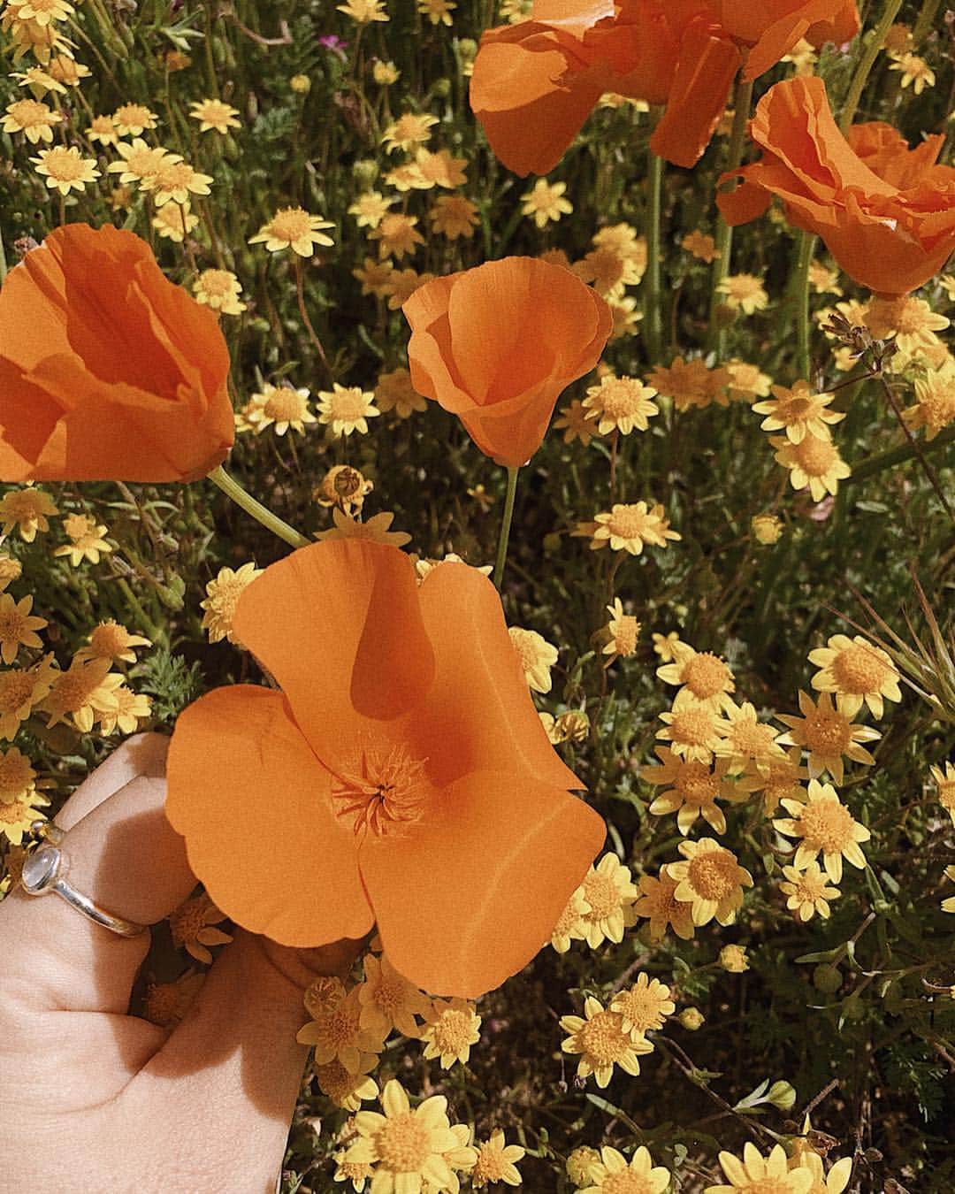 Manamiさんのインスタグラム写真 - (ManamiInstagram)「Poppy fields😍🧡🌼🧡 ㅤ 一面オレンジのPoppies😍😍😍 PoppyはCaliforniaの州の花なんだって🌼 風で花粉がたくさん飛んで お花畑がどんどん広がっていくみたい🌬🧡 一緒に咲いてた黄色いお花は Desert Goldって言うんだって🌼 可愛い〜🥰🧡💛🧡💛 ㅤ #poppy #poppyfields #californiapoppy」4月16日 15時02分 - manashika