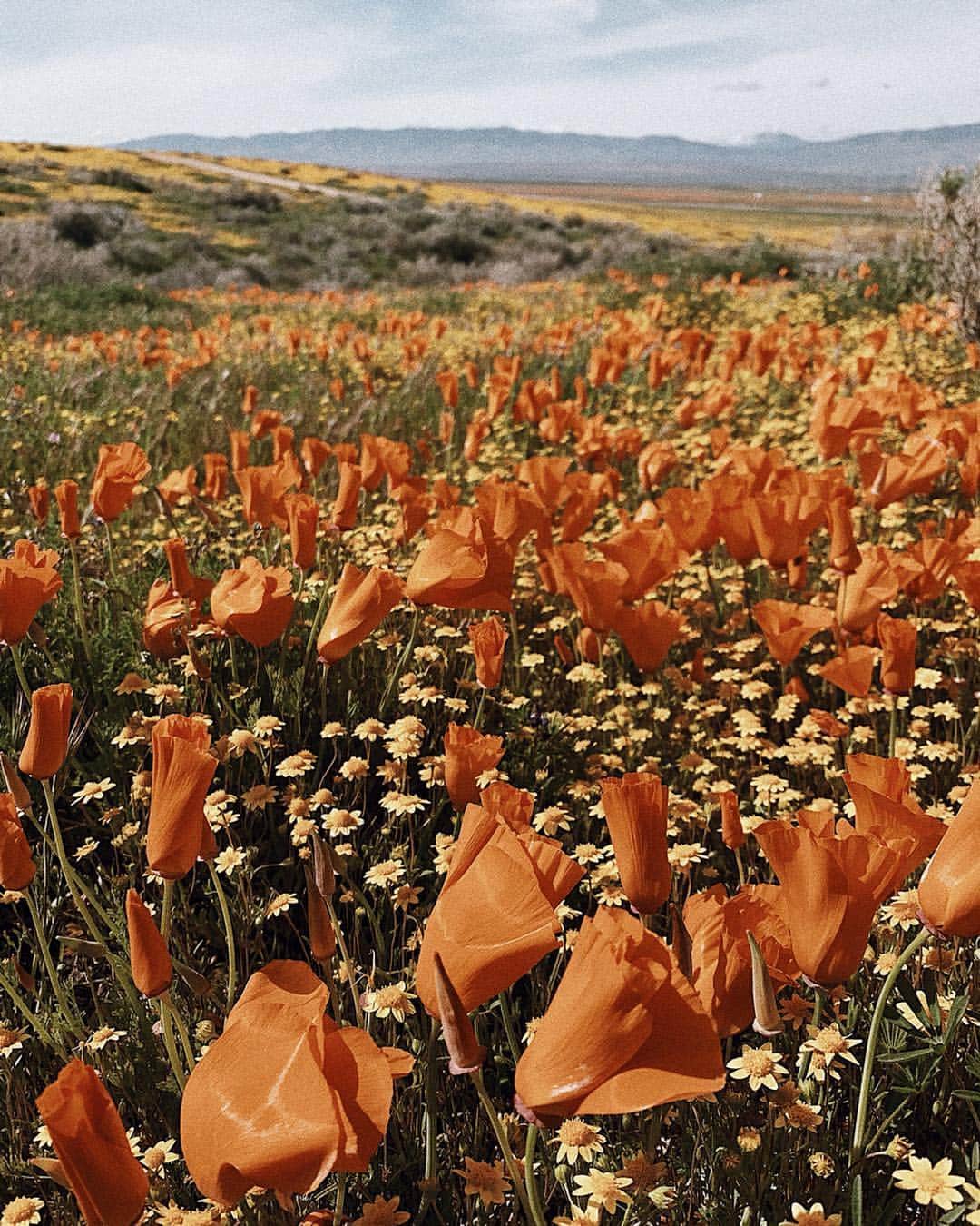 Manamiのインスタグラム：「Poppy fields😍🧡🌼🧡 ㅤ 一面オレンジのPoppies😍😍😍 PoppyはCaliforniaの州の花なんだって🌼 風で花粉がたくさん飛んで お花畑がどんどん広がっていくみたい🌬🧡 一緒に咲いてた黄色いお花は Desert Goldって言うんだって🌼 可愛い〜🥰🧡💛🧡💛 ㅤ #poppy #poppyfields #californiapoppy」