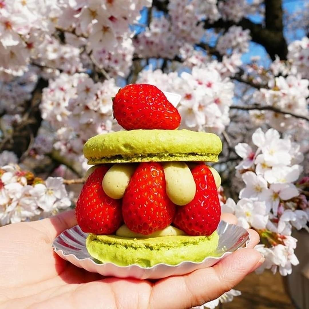 pâtisserie Sadaharu AOKI parisさんのインスタグラム写真 - (pâtisserie Sadaharu AOKI parisInstagram)「見た目も華やかな春色スイーツ✿ . ホワイトチョコレートで仕立てたピスタチオクリームとたっぷり入ったみずみずしいイチゴ、アオキのスペシャリテであるマカロン生地の相性が抜群の「パラディ フレーズ」。 . 販売期間は5月初旬頃までを予定しています。 この機会にアオキこだわりの#春スイーツ をご堪能ください♪ . 春の訪れを感じるこちらのお写真を投稿してくださったのは、 @__yakr85 さん。素敵なお写真ありがとうございました！ . 【販売店舗】サダハルアオキ 丸の内店・東京ミッドタウン店・新宿伊勢丹店・渋谷ヒカリエShinQs店 . 【販売期間】販売中　～　5月初旬頃まで（予定） . #sadaharuaoki #サダハルアオキ #patisseriesadaharuaoki #パティスリーサダハルアオキパリ #デザート#デザート部 #instasweets #スイーツ  #インスタスイーツ#スイーツ部  #スイーツ巡り #スイーツテロ  #インスタ映えスイーツ#大人スイーツ #ティータイム #コーヒーのお供#手土産 #差し入れ#フォトジェニックスイーツ #パラディフレーズ#苺のケーキ #苺#ピスタチオ#いちご好き #ピスタチオケーキ #ピスタチオ大好き #ケーキ好き #甘いもの大好き #スイーツ好き」4月16日 15時00分 - sadaharuaoki_official