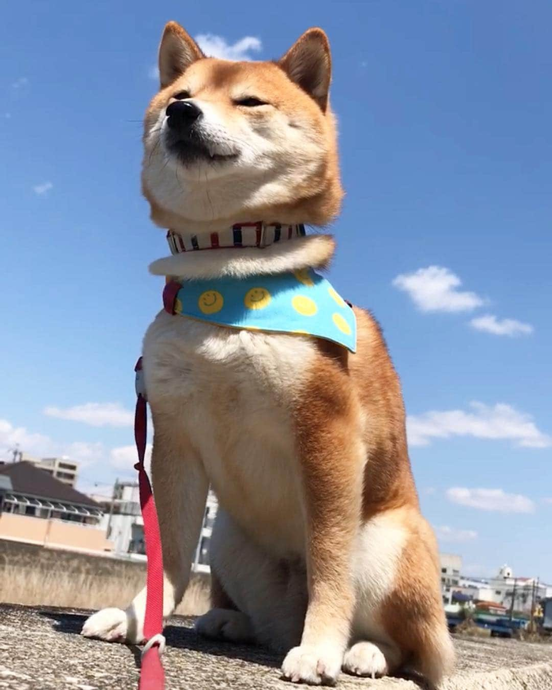 豆柴 サニーちゃんさんのインスタグラム写真 - (豆柴 サニーちゃんInstagram)「. . HELLO〜こんにちわん🐻🐾🌷 . ①上からさにたん ②シャンプーハットを 付けてきちゃったさにたん😆 . 昨日の午後 スマホを機種変して 使いづらい飼い主です…📱😅 . ちなみに iPhone 7puls➡︎iPhone xs に変えました✨ 綺麗に撮れるかな〜💕 . 写真は機種変前に撮ったものです . . #上からサニー #シャンプーハット #シャンプーハット犬 #もふもふちゃん #おいしそうなパンみたい #iPhonexs . #柴犬#豆柴 #赤柴 #まめしばいぬ#まめしば#いぬのきもち#ふわもこ部 #pecoいぬ部#pecotv#サンデイ#サンデイいぬ組#anicas #shiba_snap#todayswanko#west_dog_japan #shibainu #shiba#mameshiba#shibastagram #豆柴サニーちゃん」4月16日 15時01分 - sunny_rei_32