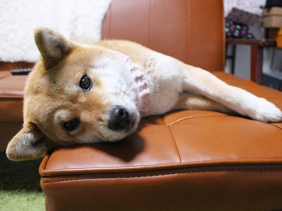 柴犬たま Shibainu Tamaさんのインスタグラム写真 - (柴犬たま Shibainu TamaInstagram)「たママも"じーっ" * Caption trans🇬🇧 Tama stares at me. * #柴犬たま #たママ #一眼レフ #一眼レフカメラ #グラビアショット #じーっ #ガン見 #どアップ #後頭部フェチ #柴犬 #shiba #shibainu #shibastagram #犬 #dog」4月16日 15時20分 - tama7653