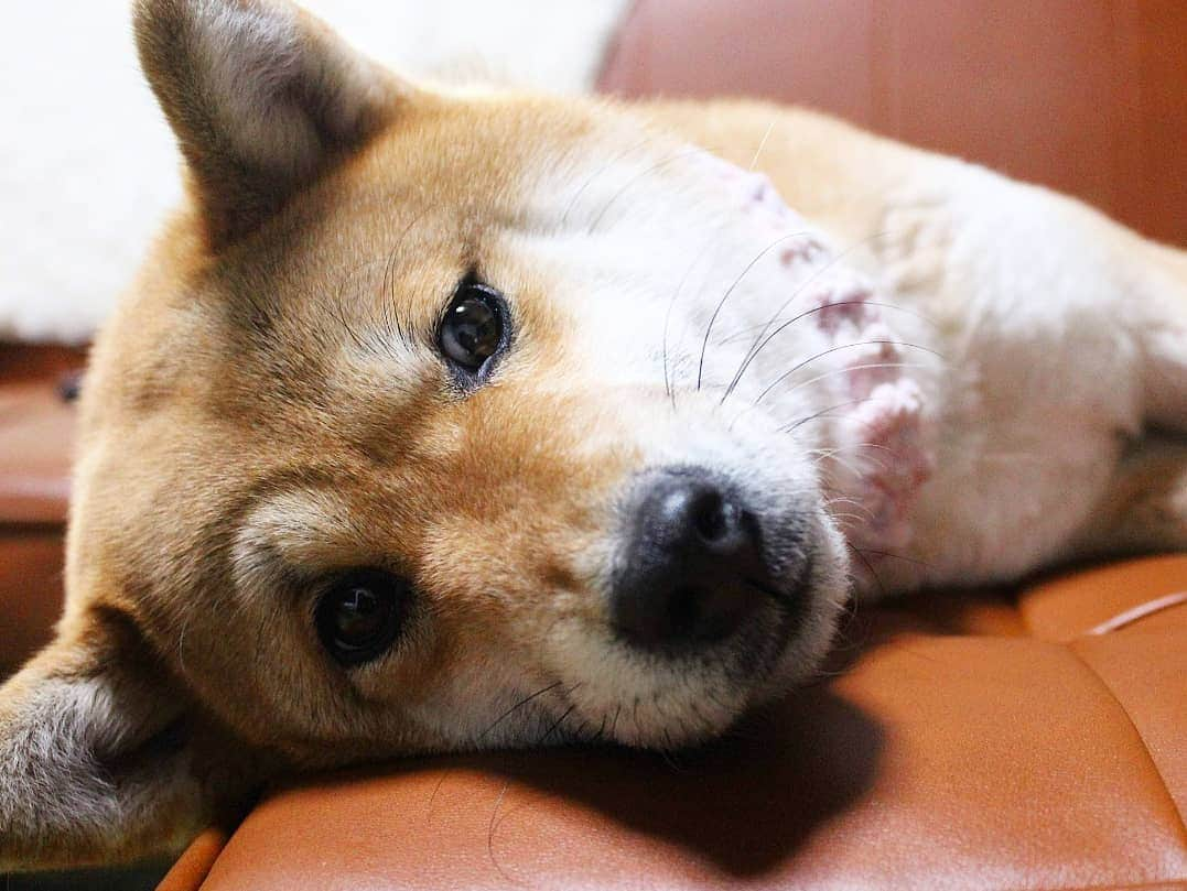 柴犬たま Shibainu Tamaさんのインスタグラム写真 - (柴犬たま Shibainu TamaInstagram)「たママも"じーっ" * Caption trans🇬🇧 Tama stares at me. * #柴犬たま #たママ #一眼レフ #一眼レフカメラ #グラビアショット #じーっ #ガン見 #どアップ #後頭部フェチ #柴犬 #shiba #shibainu #shibastagram #犬 #dog」4月16日 15時20分 - tama7653