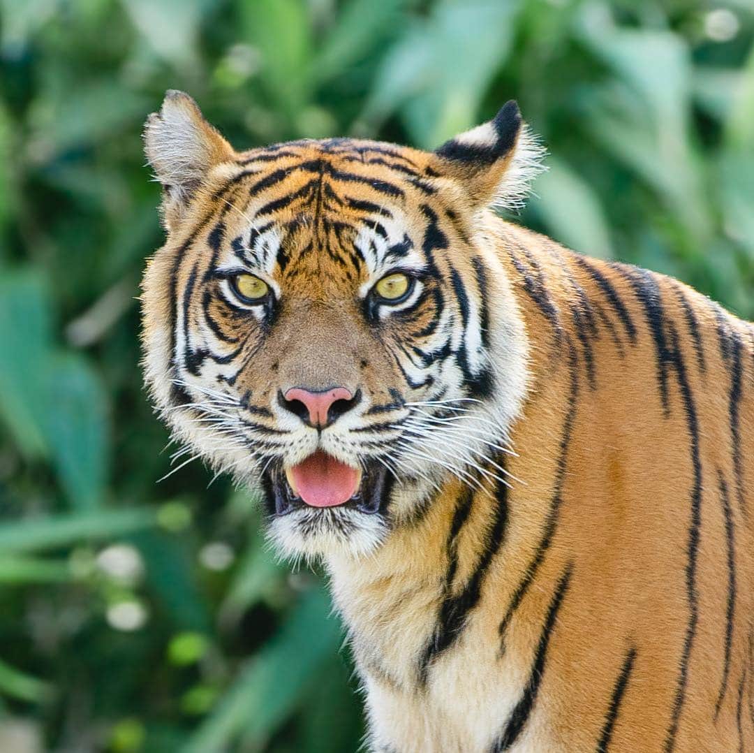 タロンガ動物園さんのインスタグラム写真 - (タロンガ動物園Instagram)「Our Sumatran Tigers are becoming more active with the cooler weather, making these school holidays the perfect time to come along and meet Kartika’s new cubs #ForTheWild」4月16日 15時22分 - tarongazoo