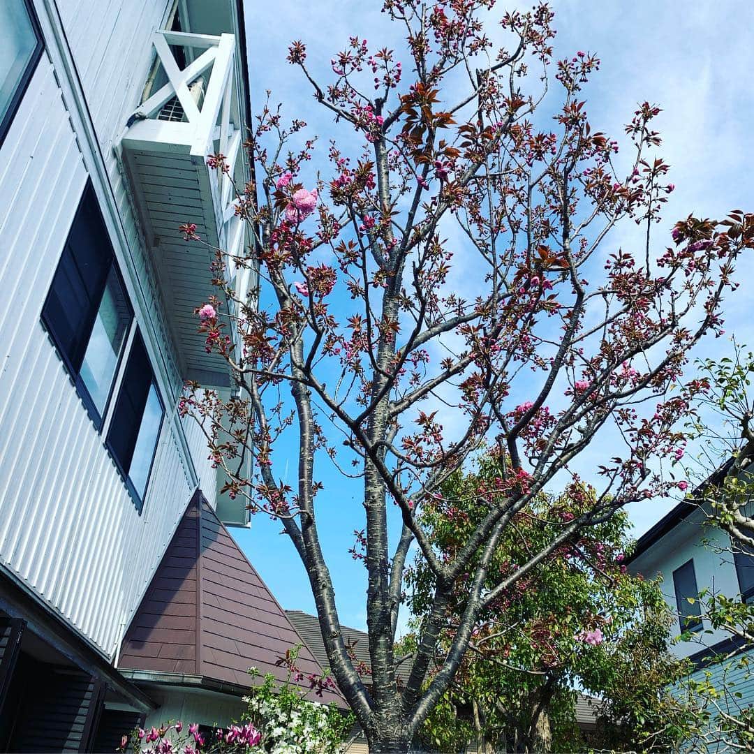 河島あみるさんのインスタグラム写真 - (河島あみるInstagram)「父が植えて、亡くなった日にはじめて咲いた桜🌸 今年はちょっと遅いみたいですが りんごの花と木蓮が満開です♫ #河島英五 #桜風忌 #木蓮 #りんごの花 #八重桜 #eigokawashima  #garden」4月16日 15時22分 - amiru_kawashima