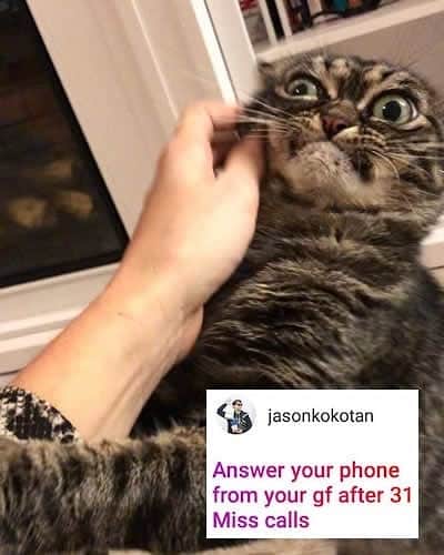 のインスタグラム：「When someone touches your neck with cold hands  @grumpy_kitzia  Tag #meowedmememe to get a chance to be featured  #meowed #meowedmememe #meme #grunpycat #grumpykitzia」