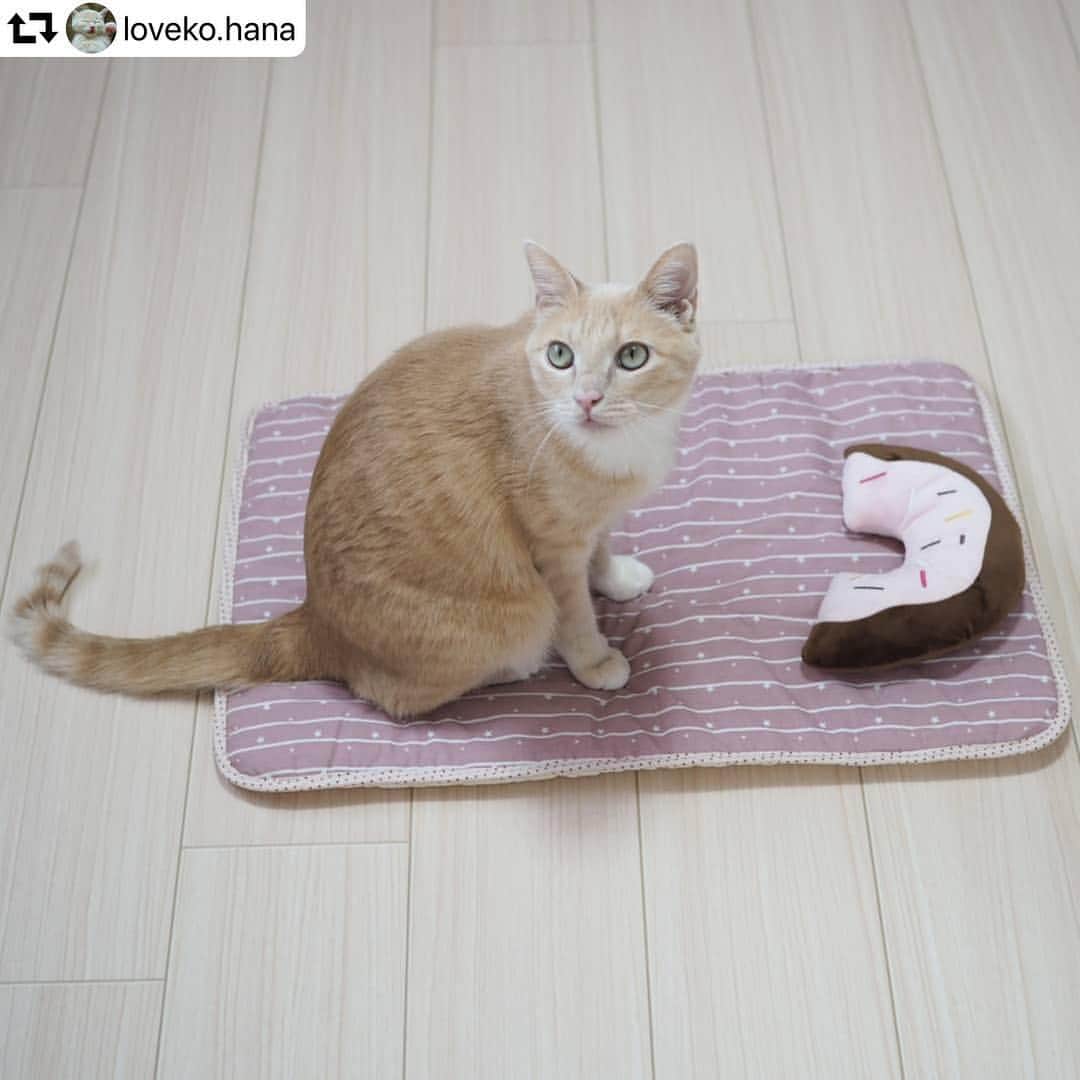 iDog&iCatさんのインスタグラム写真 - (iDog&iCatInstagram)「🛏 引き続き、モニター企画からの当選者の方のお写真を紹介します！ ・ @loveko.hana 様のお写真です！ ・ 早速マットでくつろいでくれているみたいで嬉しいです😊 優しい色味のピンクと、はなちゃんの毛色がマッチしていて素敵です♪ ひんやりマットで、暑い日を乗り越えください★ ・ repostでは一枚のみの掲載になりますが、他にもたくさんのお写真を投稿いただいています。 是非ご覧ください🥰 ・・・ ひんやり気持ちいいにゃ✨ ・ @idogicat さんの 【フォロワー1万人突破記念企画★第1弾★】に当選🎊 とっても可愛いひんやりマットとピローを モニターさせていただくことになりました😺 ありがとうございます！ ・ マットは両面異素材で どちらもひんやり💙さらさら✨ふんわり💗 これからの季節に活躍してくれそうです💮 今日は日中暑いくらいの陽気だったので はなちゃんが早速試してくつろいでました🎶 ・ #iDogiCat #iDog #クールマットモニター ・ #ひんやりマット #ピロー #猫 #にゃんこ #にゃんすたぐらむ  #ペコねこ部 #cat #mixcat #catlover #ilovemycat #catstagram #ilovecats #instacat  #ねこ部 #茶トラ女子部 #茶トラ白 #薄茶白」4月16日 15時42分 - idogicat