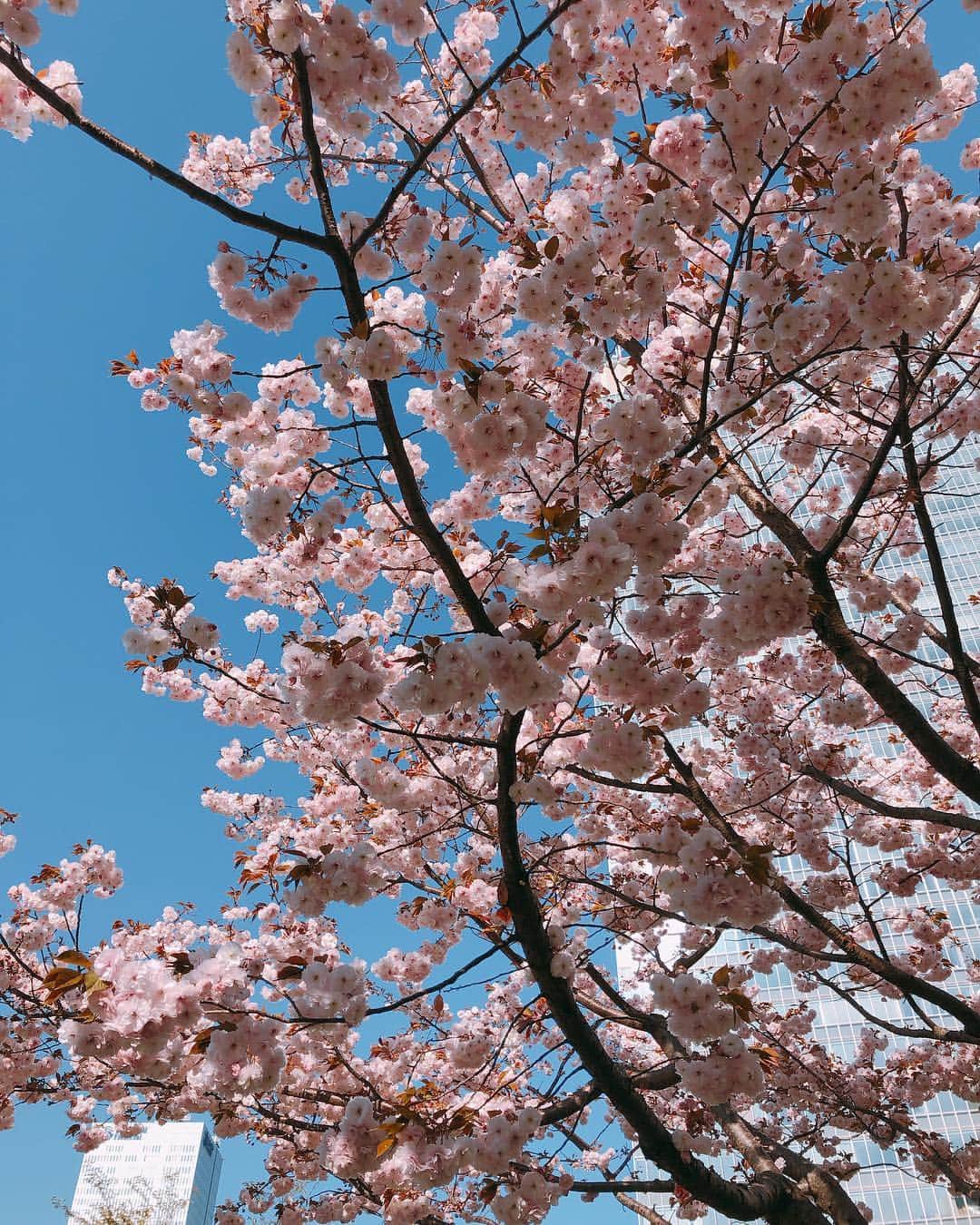 桃月なしこさんのインスタグラム写真 - (桃月なしこInstagram)「. . 桜がまだ咲いててきれいだった . .」4月16日 15時54分 - nashiko_cos