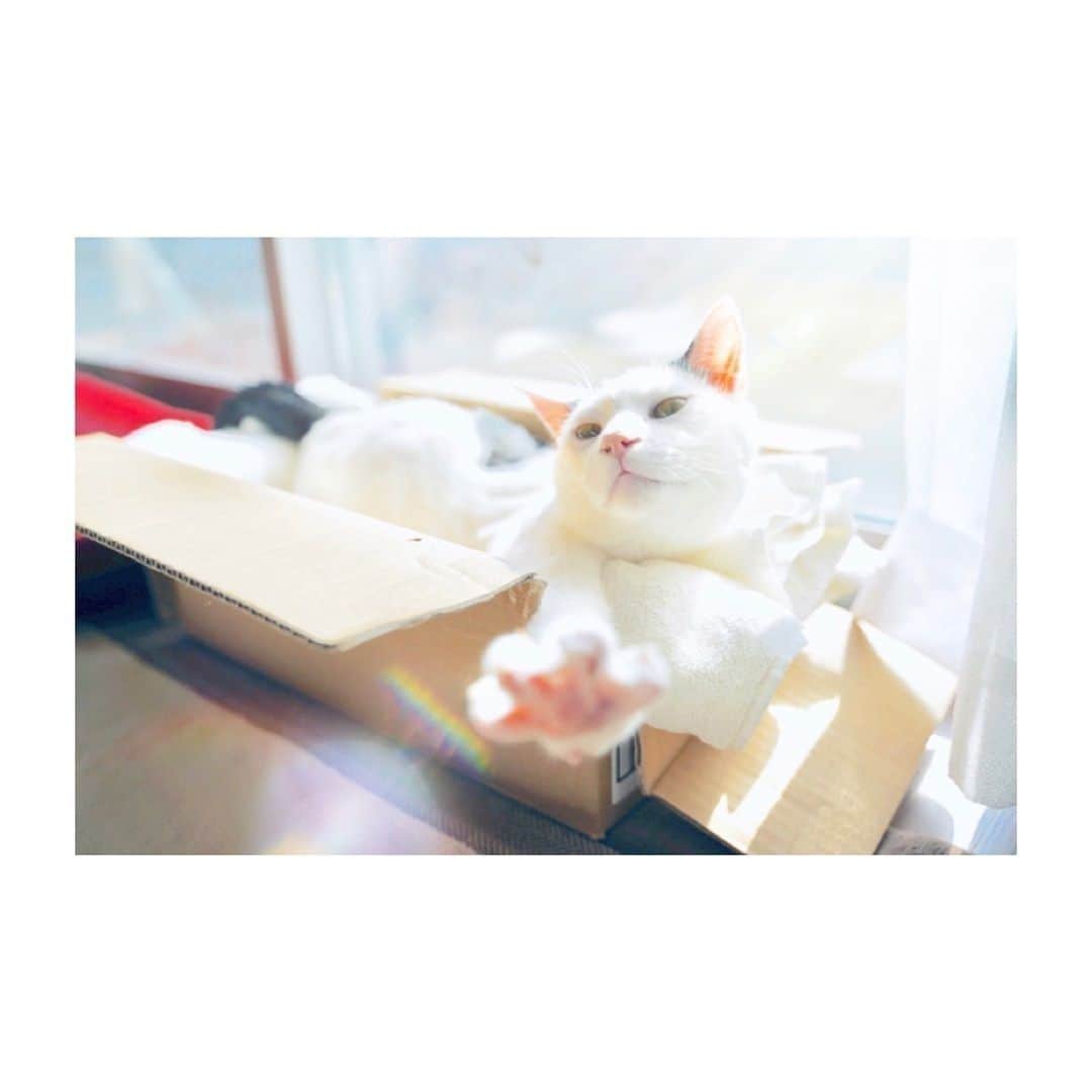 NEKOくらぶさんのインスタグラム写真 - (NEKOくらぶInstagram)「|| 大きさ手触りそして温かさが絶妙です🧡⠀ @marron.to.issho さんの作品ですにゃ（＝ΦωΦ＝）⠀ *⠀ いいね！＆コメント大歓迎！！⠀ *⠀ #nekoclub #NEKOくらぶ #Japan #Photo #写真 #日本 #cat #ネコ #ねこ #猫 ⠀ Follow: @nekoclub_jpn⠀ *⠀ ▼【廣済堂出版共同企画】NEKOくらぶの皆さまとつくる「NEKOくらぶ写真集」、発売中♪（＝ΦωΦ＝）⠀ ※詳細は本アカウント「 @nekoclub_jpn 」のプロフィールに固定しているハイライトから」4月16日 16時00分 - nekoclub_jpn