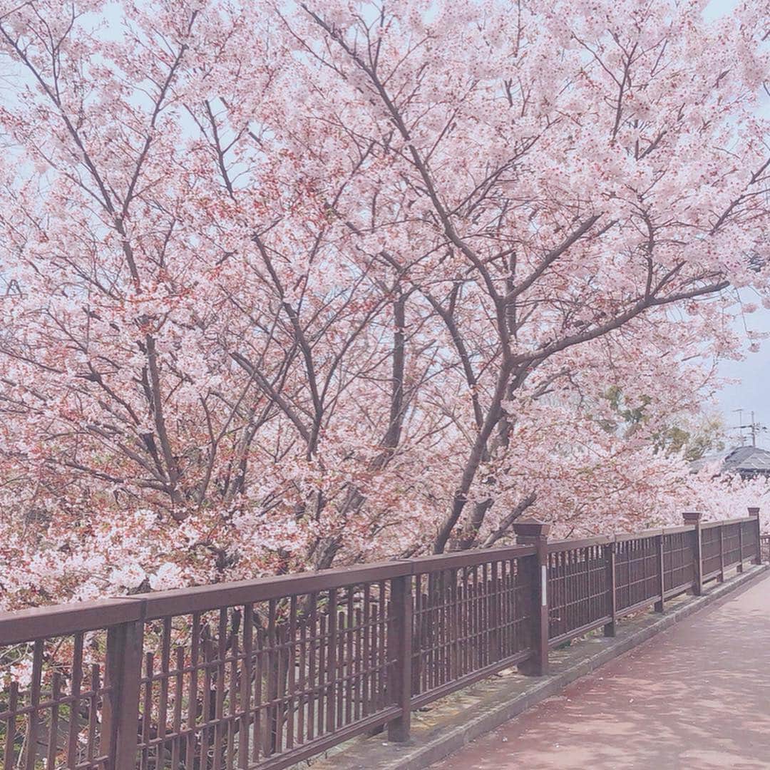 佐倉知里さんのインスタグラム写真 - (佐倉知里Instagram)「in 京都⛩🌸 滞在時間24時間ない弾丸旅行だったけど 凄く楽しめたー♡ . 平安神宮でさくらみくじ🌸(あれうさぎ神社でもおみくじしてたなぁ🤔) 二寧坂にある風情あるお座敷のスタバに 桜が満開のであい橋(きみの膵臓をたべたい♡) 京都の街並みもやっぱり素敵で 夜は鴨川沿いのイタリアンで美味しいお料理とワイン🍷 そして新幹線でゆったり帰宅。 . とにかく桜が満開でお天気もよくて嬉しかった🌸 . . . . #持ち物はこれだけ #着の身着のまま #素敵なお箸沢山購入 #京都弾丸旅行#京都旅行#京都桜#さくらみくじ#二寧坂スタバ#伏見であい橋 #kyoto#kyototrip」4月16日 16時38分 - chisa_tiara
