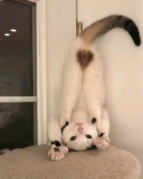 のインスタグラム：「It’s my signature move! 📽@miathethumbcat  #meowed #tabby #miathethumbcat #upsidedown #heart #❤」