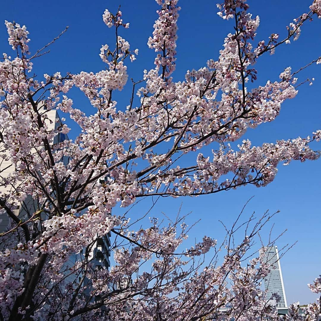 三河かおりのインスタグラム：「. . . 先週末、萬代橋から見た桜🌸 ちょうど見頃でした。 . 不意打ちを高井アナに狙われた１枚📷 . 仕返しに１枚(笑) . まるどりっ！OA後、束の間のお花見でした。 . . . #新潟テレビ #新潟テレビ21 #ux #アナウンサー #新潟 #niigata #萬代橋 #桜 #サクラ #さくら #まるどり #まるどりっ」