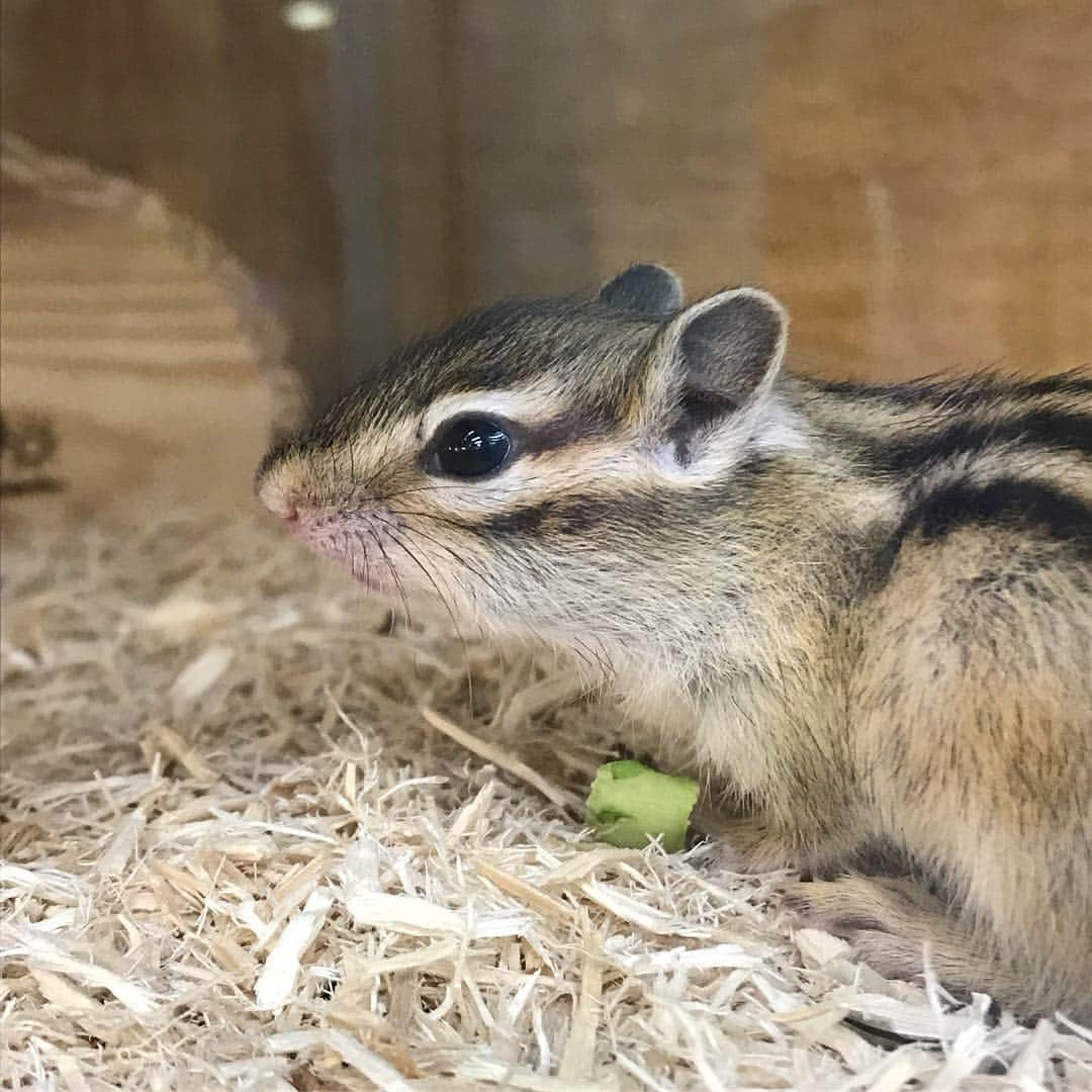 peace_0322さんのインスタグラム写真 - (peace_0322Instagram)「#リス#シマリス#ふわもこ部 はじめまして😊 僕🐿日和君(ひよりくん)です 3月中旬生まれの男の子♂ 春になりお日さまがぽかぽかとあたって暖かなのどかな日を連想させてくれるそんな名前☀️ そしてピースは日本語で平和その和の字も一字入ってます😆  お兄ちゃんに似て穏やかな性格になってくれるといいなぁと思っています これからよろしくね☺️」4月16日 16時45分 - peace_0322