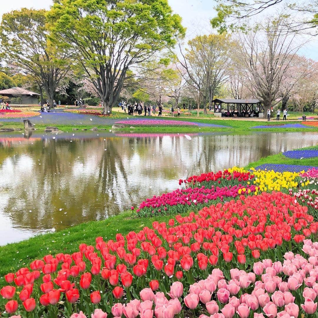 run+さんのインスタグラム写真 - (run+Instagram)「#チューリップ 単体フォトよりこちらは #お花畑 フォト ・ #花 #Flowers #花 #春の花 #はなまっぷ #お写んぽ #昭和記念公園 #日本の春 満開のチューリップ幸せ ・ #🌷 #日本 #フラワーフェスティバル #flowerfestival #Japan #spring #春 #春色 #春の色 #spring #春の景色 #花のある時間 #季節の楽しみ ・ #dayscolor #トリメキ」4月16日 16時52分 - runplus
