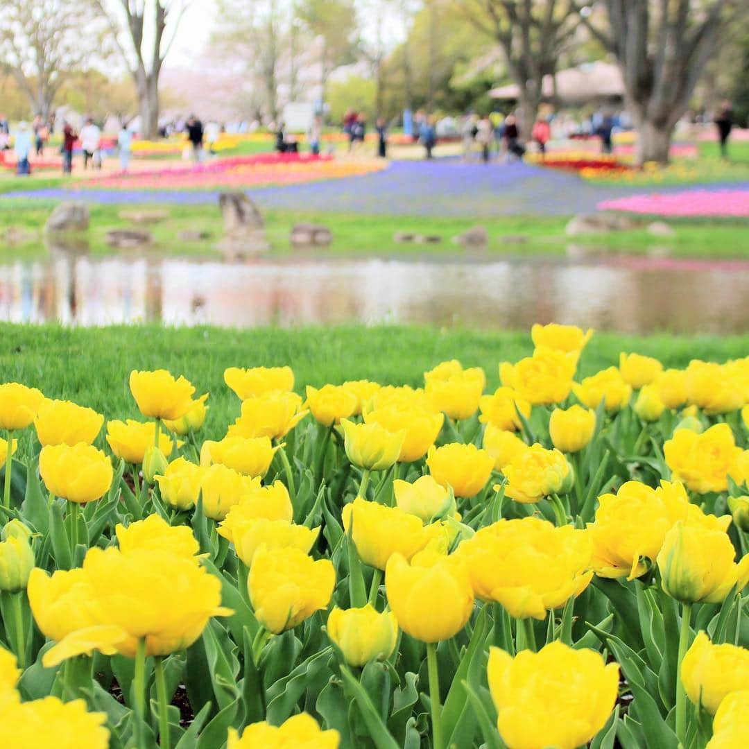 run+さんのインスタグラム写真 - (run+Instagram)「#チューリップ 単体フォトよりこちらは #お花畑 フォト ・ #花 #Flowers #花 #春の花 #はなまっぷ #お写んぽ #昭和記念公園 #日本の春 満開のチューリップ幸せ ・ #🌷 #日本 #フラワーフェスティバル #flowerfestival #Japan #spring #春 #春色 #春の色 #spring #春の景色 #花のある時間 #季節の楽しみ ・ #dayscolor #トリメキ」4月16日 16時52分 - runplus