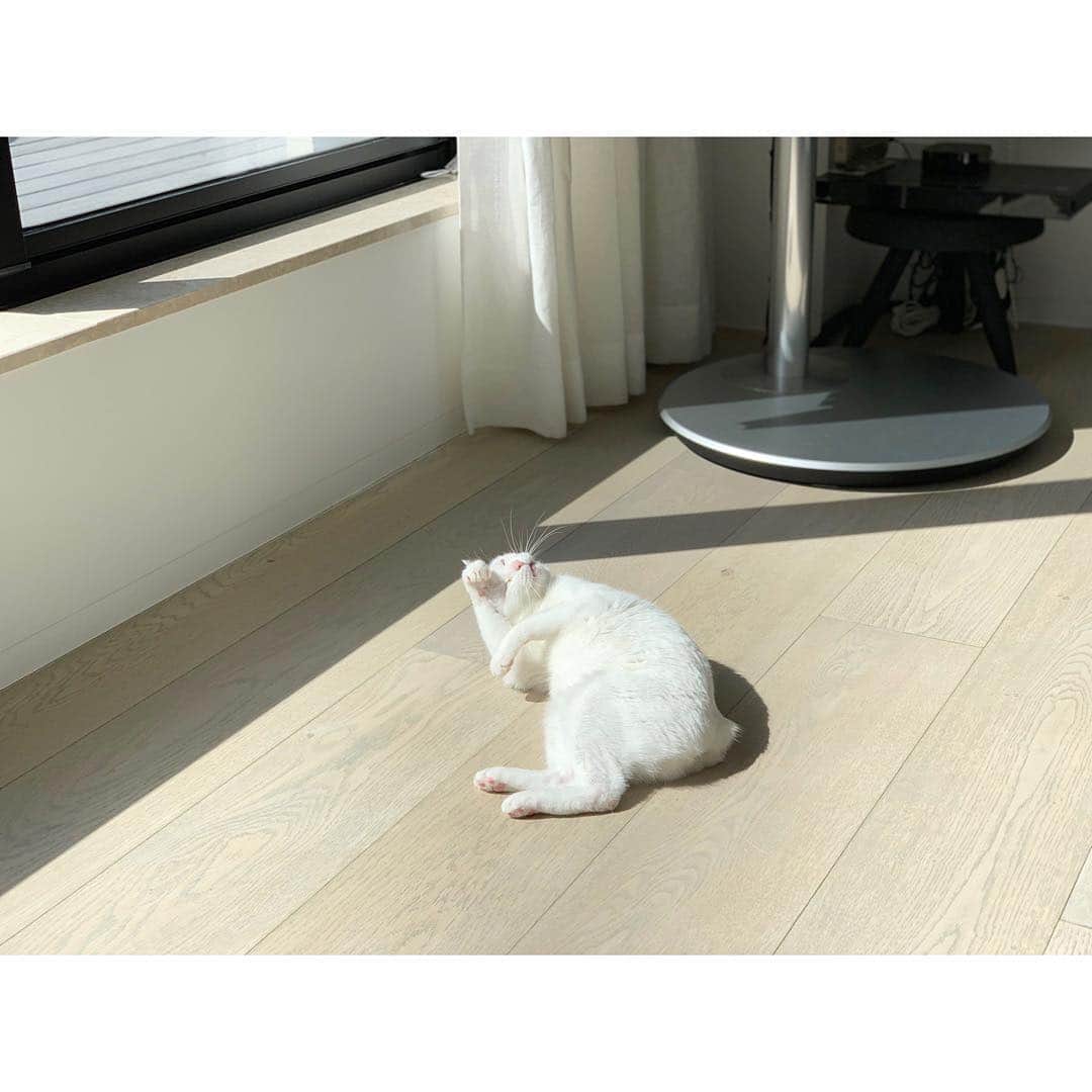 柴咲コウのインスタグラム：「春だねぇ🌸🌳 #cat #catsofinstagram #猫 #spring2019」