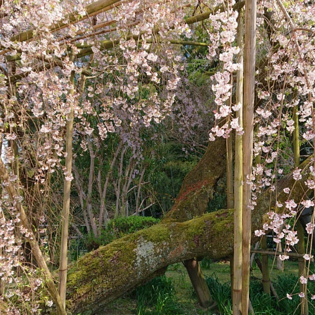 和田益典さんのインスタグラム写真 - (和田益典Instagram)「◆ まだまだ続く「推し寺 當麻寺シリーズ」 . 4/13訪問 . . 奥院の楼門(重文)と桃&桜。 . 小さいながらも満開の桃と、散り行くシダレ&ソメイ。 . . 春はシャッターチャンスが多くて、ついつい沢山撮ってしまう。 . 勿論、一眼とスマホの二刀流は健在です。 (ここは九分九厘スマホですが) . . . #わだます寺社巡り . #スマホ #當麻寺 #当麻寺 #楼門 #重要文化財 #門 #桜 #桃 #三重塔 #奈良 #仏閣 #寺院 #寺 #お寺 #大和路 #葛城市 #flowerstagram #smartphone #peach #temple #nara #history #picture #photo #photostagram #photography #gate #japan #cherryblossom . .」4月16日 17時10分 - masunori_wada