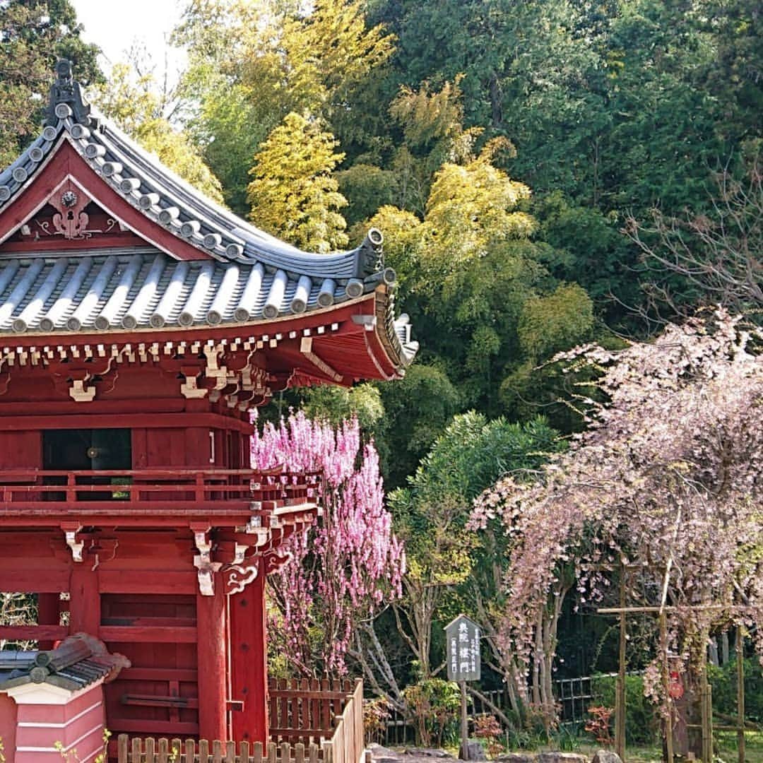 和田益典さんのインスタグラム写真 - (和田益典Instagram)「◆ まだまだ続く「推し寺 當麻寺シリーズ」 . 4/13訪問 . . 奥院の楼門(重文)と桃&桜。 . 小さいながらも満開の桃と、散り行くシダレ&ソメイ。 . . 春はシャッターチャンスが多くて、ついつい沢山撮ってしまう。 . 勿論、一眼とスマホの二刀流は健在です。 (ここは九分九厘スマホですが) . . . #わだます寺社巡り . #スマホ #當麻寺 #当麻寺 #楼門 #重要文化財 #門 #桜 #桃 #三重塔 #奈良 #仏閣 #寺院 #寺 #お寺 #大和路 #葛城市 #flowerstagram #smartphone #peach #temple #nara #history #picture #photo #photostagram #photography #gate #japan #cherryblossom . .」4月16日 17時10分 - masunori_wada