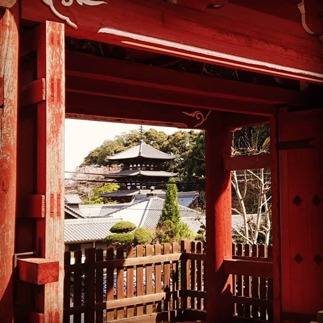 和田益典さんのインスタグラム写真 - (和田益典Instagram)「◆ まだまだ続く「推し寺 當麻寺シリーズ」 . 4/13訪問 . . 奥院の楼門(重文)と桃&桜。 . 小さいながらも満開の桃と、散り行くシダレ&ソメイ。 . . 春はシャッターチャンスが多くて、ついつい沢山撮ってしまう。 . 勿論、一眼とスマホの二刀流は健在です。 (ここは九分九厘スマホですが) . . . #わだます寺社巡り . #スマホ #當麻寺 #当麻寺 #楼門 #重要文化財 #門 #桜 #桃 #三重塔 #奈良 #仏閣 #寺院 #寺 #お寺 #大和路 #葛城市 #flowerstagram #smartphone #peach #temple #nara #history #picture #photo #photostagram #photography #gate #japan #cherryblossom . .」4月16日 17時10分 - masunori_wada